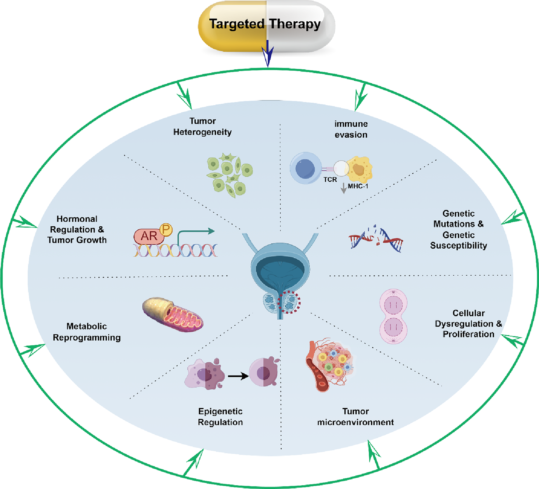Diagram illustrating factors influencing targeted therapy for cancer treatment. It highlights tumor heterogeneity, immune evasion, genetic mutations, cellular dysregulation, hormonal regulation, metabolic reprogramming, epigenetic regulation, and tumor microenvironment, all interconnected around a central prostate illustration. Green arrows encircle these elements, pointing towards “Targeted Therapy”.