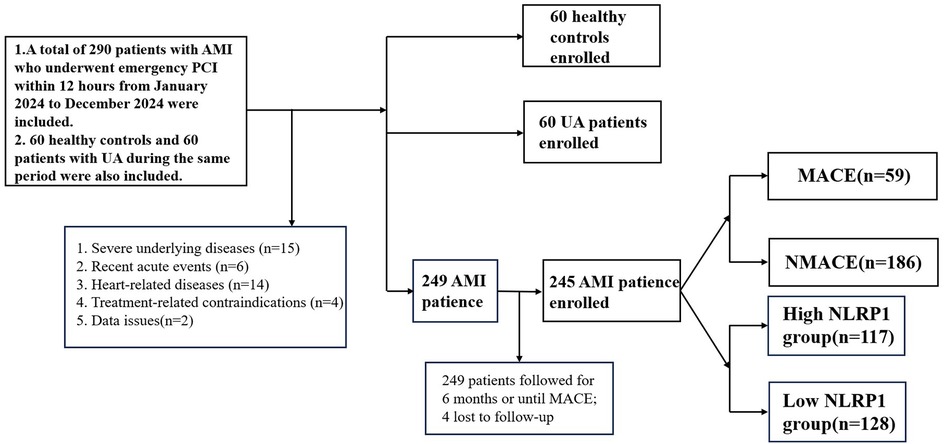 Flowchart showing a study design. Initially, 290 patients with acute myocardial infarction (AMI) underwent emergency PCI from January to December 2024, 60 healthy controls, and 60 patients with unstable angina (UA) were included. Reasons for exclusion were severe underlying diseases (15), recent acute events (6), heart-related diseases (14), treatment-related contraindications (4), and data issues (2). Ultimately, 249 AMI patients were followed for six months or until major adverse cardiac events (MACE) occurred; 4 were lost to follow-up. Results were MACE (59), non-MACE (186), high NLRP1 group (117), and low NLRP1 group (128).