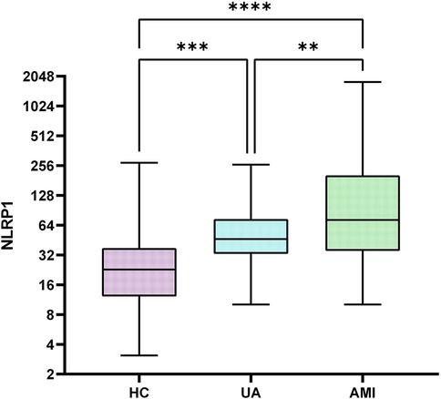 Box plot showing NLRP1 expression levels in three groups: HC, UA, and AMI. HC has the lowest median expression, UA is moderately higher, and AMI has the highest. Significant differences are indicated by asterisks: HC vs. AMI (****), HC vs. UA (***), and UA vs. AMI (**).