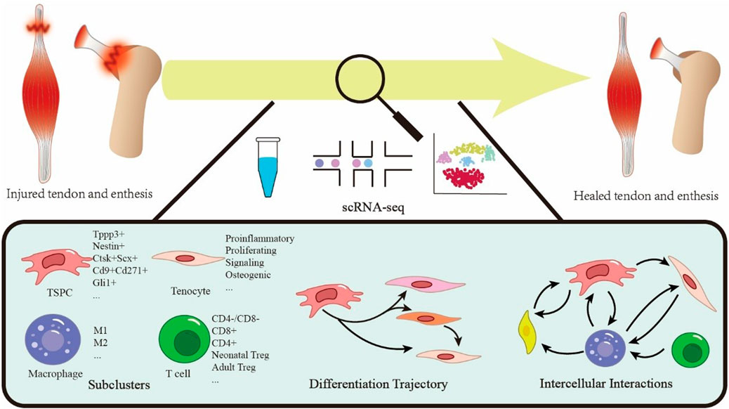 Diagram illustrating the healing process of tendons and enthesis using scRNA-seq. It shows injured tendons analyzed through cell subclusters, differentiation trajectories, and intercellular interactions, leading to healed tendons. Key elements include TSPC, tenocyte, macrophage, and T cells, with focus on cellular behavior such as proinflammatory and proliferating signals.