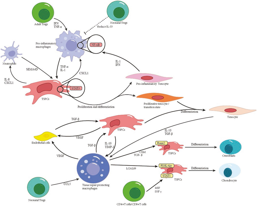 Flowchart illustrating cellular interactions in tissue repair and inflammation. It shows adult and neonatal Tregs impacting macrophages and tenocytes, with pathways involving cytokines like IL-1, TNF-α, and TGF-β. NF-κB and STAT3 are key regulators, influencing TSPCs (tendon stem/progenitor cells) and their proliferation. The process details differentiation into tenocytes, osteoblasts, and chondrocytes through signaling molecules like Runx2 and PI3K/Akt. Other cell types like neutrophils, endothelial cells, and macrophages contribute via cytokines and growth factors. Dashed and solid arrows indicate inhibitory and activation pathways, respectively.