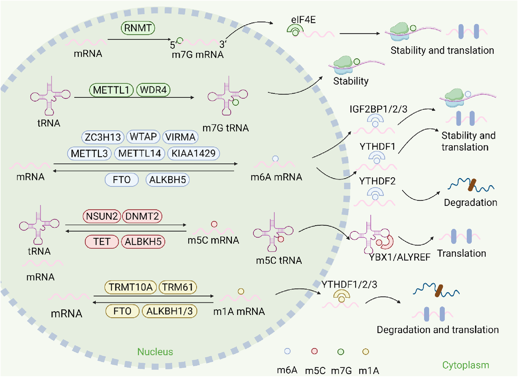 Diagram illustrating RNA modifications, including mRNA and tRNA methylation processes in the nucleus and cytoplasm. It shows enzymes like METTL3, METTL14, and FTO involved in m6A, m5C, m7G, and m1A modifications, affecting RNA stability, translation, and degradation.