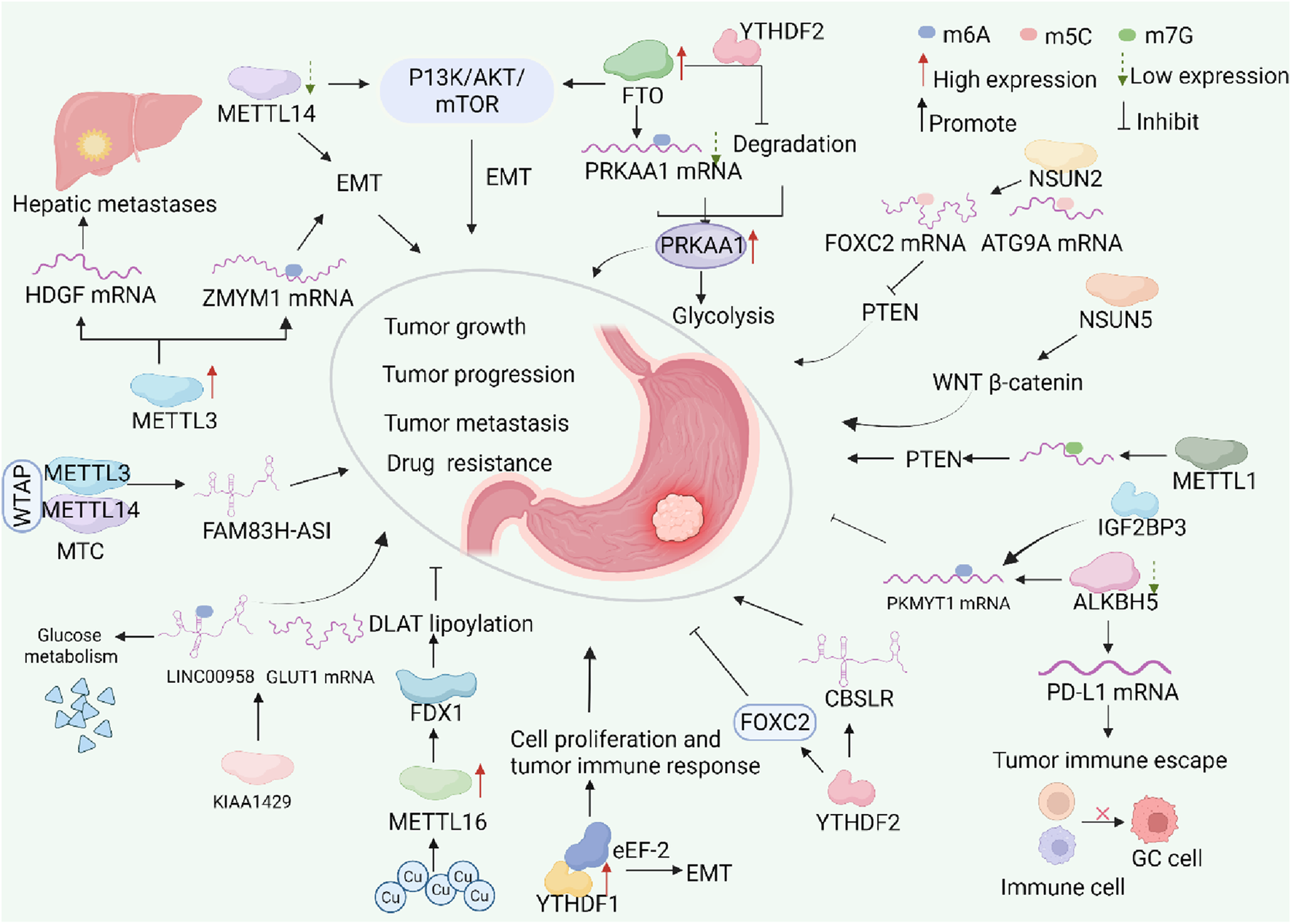 Illustration depicting molecular mechanisms related to gastric cancer. Central gastric diagram links to processes like tumor growth, metastasis, and drug resistance. Various enzymes and mRNAs such as METTL3, PRKAA1, and FTO are shown impacting pathways like glycolysis and EMT. Elements marked with colors indicate expression levels (m6A, m5C, m7G) and roles (promote, inhibit). Pathways include glucose metabolism, immune response, and WNT β-catenin.