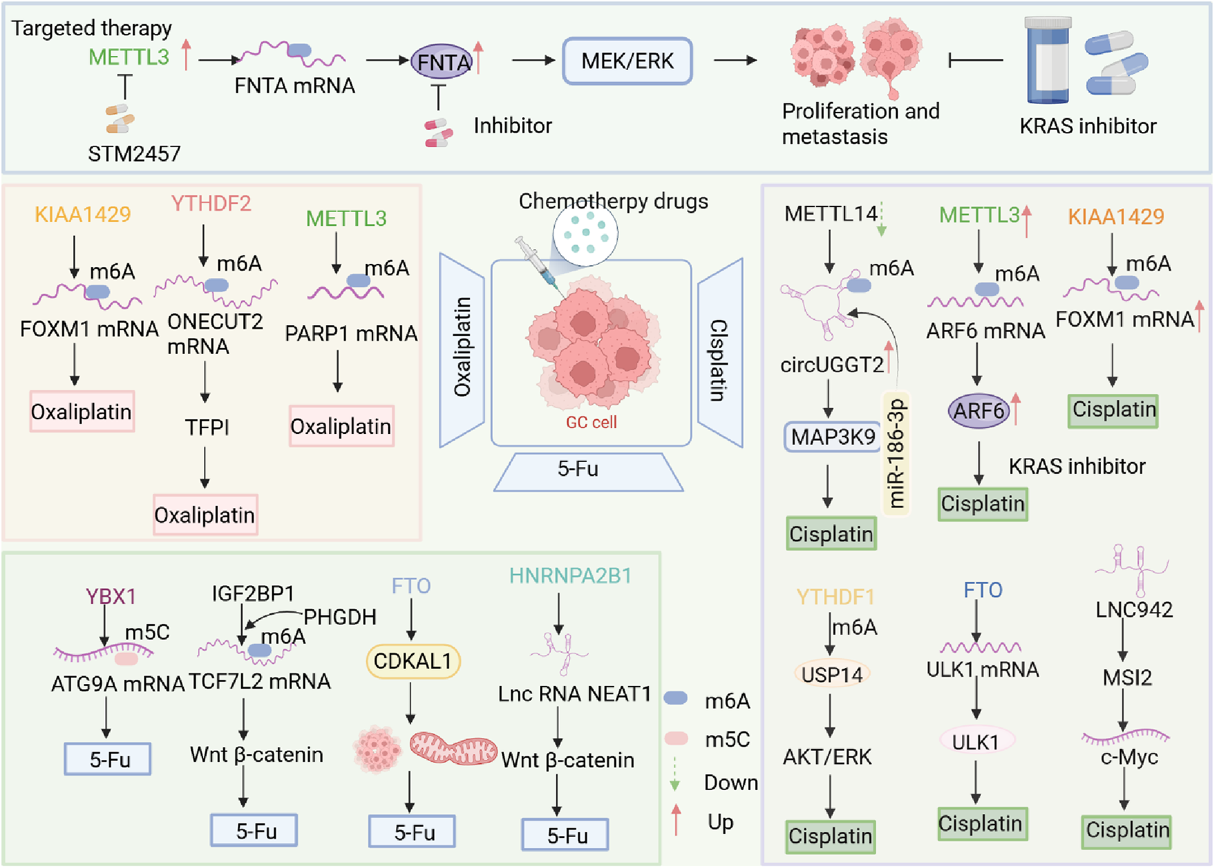 Diagram illustrating the interaction between various genes, mRNAs, and chemotherapeutic drugs like Cisplatin, Oxaliplatin, and 5-FU in gastric cancer cells. Key pathways involve m6A and m5C methylation, KRAS inhibitors, and specific gene regulators like METTL3, METTL14, FTO, and YTHDF1. Labels indicate processes of proliferation, metastasis, and drug inhibition, with directional arrows showing the flow and impact of each element, including mRNA modification and gene expression changes.