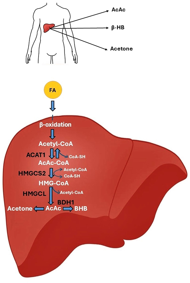 Diagram illustrating ketone body synthesis in the liver. The upper part shows a simplified human figure with the liver highlighted, indicating the release of AcAc, β-HB, and Acetone. Below, a detailed diagram of the liver depicts the metabolic pathway: FA undergoes β-oxidation to form Acetyl-CoA, which, through enzymes ACAT1, HMGCS2, and HMGCL, is converted to HMG-CoA and then Acetoacetate (AcAc). AcAc is further converted to β-Hydroxybutyrate (BHB) and Acetone.