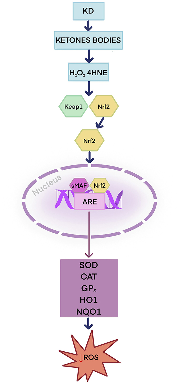 Flowchart illustrating a biological pathway. “KD” leads to “Ketone Bodies,” which progresses to “Hâ��Oâ�� 4HNE.” This affects “Keap1” and “Nrf2,” then “Nrf2” enters the nucleus with “sMAF” interacting with “ARE.” This results in the activation of enzymes “SOD,” “CAT,” “GPx,” “HO1,” and “NQO1,” culminating in a decrease in “ROS.”