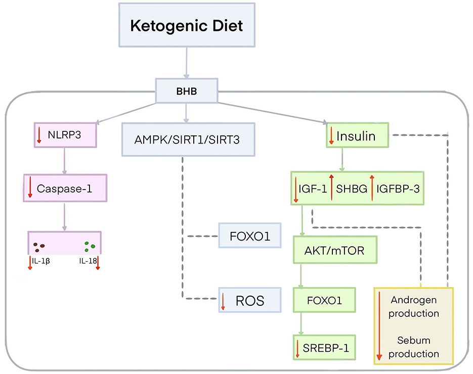 Flowchart illustrating the effects of a ketogenic diet on various biological pathways. The central element, BHB, affects NLRP3, leading to reduced Caspase-1 and lowered IL-1β and IL-1α. It also influences AMPK/SIRT1/SIRT3, resulting in changes to insulin, IGF-1, SHBG, and IGFBP-3 levels, and the AKT/mTOR pathway, ultimately decreasing androgen and sebum production. Additionally, FOXO1 and ROS pathways are impacted. Arrows indicate increases or decreases in specific elements.