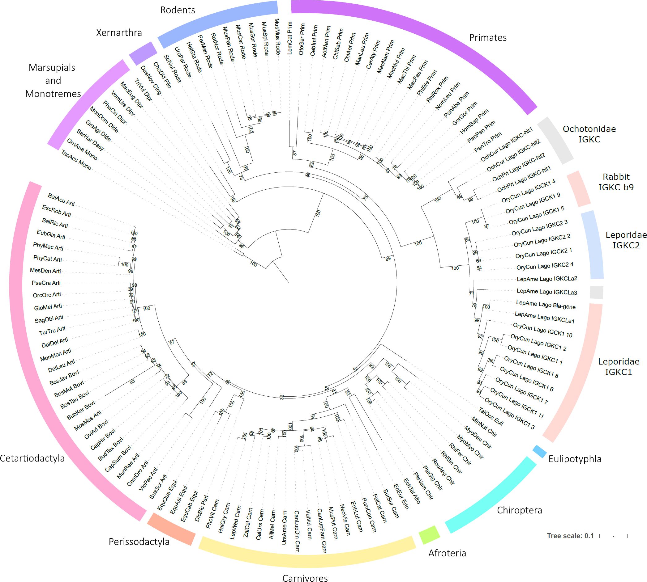 Circular phylogenetic tree showing evolutionary relationships among various mammalian orders, including Rodents, Primates, Marsupials, Monotremes, Cetartiodactyla, and others. Branches depict genetic divergence with labels for specific genetic components like IGKC1 and IGKC2 in Leporidae. Color segments differentiate taxonomic groups. Tree scale is 0.1.
