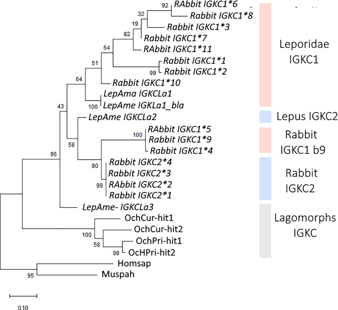 Phylogenetic tree depicting IGKC gene relationships among various lagomorph species. It includes branches for Leporidae IGKC1, Lepus IGKC2, Rabbit IGKC1 b9, Rabbit IGKC2, and Lagomorphs IGKC. The evolutionary distances are represented by branch lengths, and bootstrap values are shown near the nodes.