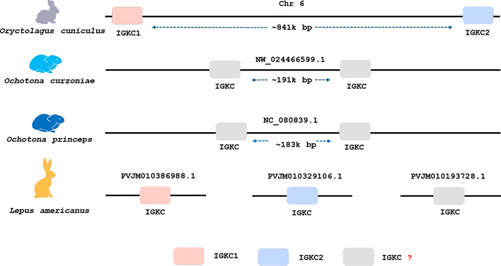Diagram illustrating gene segment comparisons on chromosome 6 for four species: Oryctolagus cuniculus, Ochotona curzoniae, Ochotona princeps, and Lepus americanus. Each species is represented with colored icons and lines indicating genomic positions. The presence of IGKC1, IGKC2, and IGKC segments is shown, with distances labeled in base pairs between segments. Different gene segments are marked with gray and colored boxes.