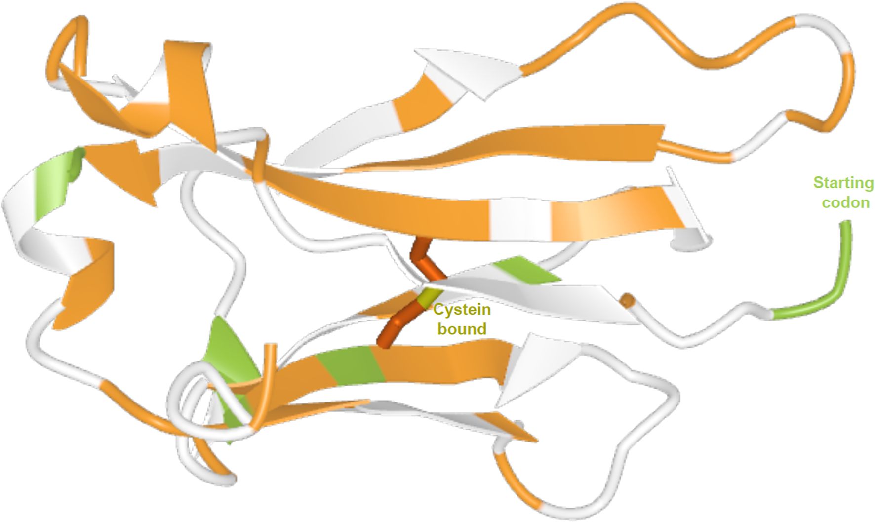 Protein structure diagram with an orange and white ribbon configuration, indicating secondary structure elements. A green segment highlights the starting codon, while a marked brown section denotes a cysteine bound area.