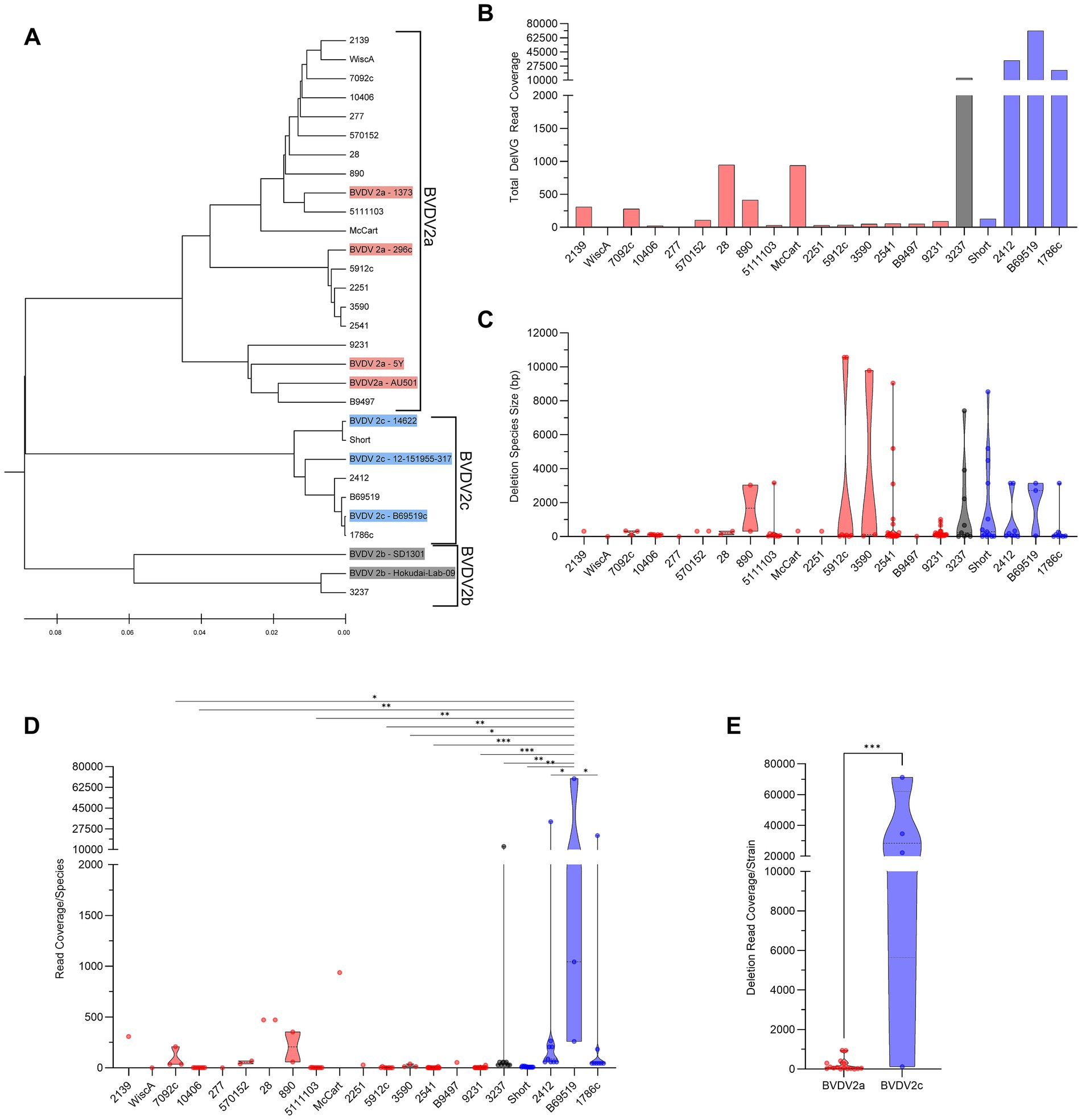 A composite image with five panels labeled A to E. Panel A shows a phylogenetic tree of BVDV strains, grouped into BVDV2 clusters with highlighted branches. Panel B presents a bar graph of total BVMG read coverage across different samples, color-coded by group. Panel C displays a violin plot of deletion species sizes, indicating variability within species. Panel D features a combined plot of read coverage per species, with statistical significance marked. Panel E shows a comparison of deletion read coverage per strain between BVDV2a and BVDV2c, with significant differences highlighted.