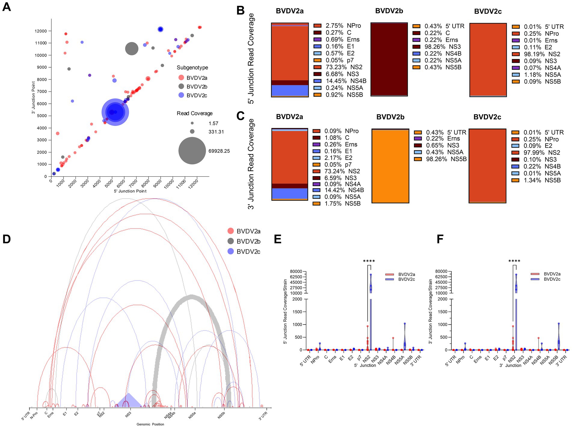 A multi-panel image shows data on BVDV subgenotypes. Panel A is a scatter plot comparing junction points with bubble size indicating read coverage. Panel B and C are bar graphs showing 5' and 3' junction read coverage for BVDV2a, BVDV2b, and BVDV2c. Panel D is an arc diagram depicting genomic positions of the subgenotypes. Panels E and F display violin plots comparing 5' and 3' junction read coverage between subgenotypes, highlighting significant differences.