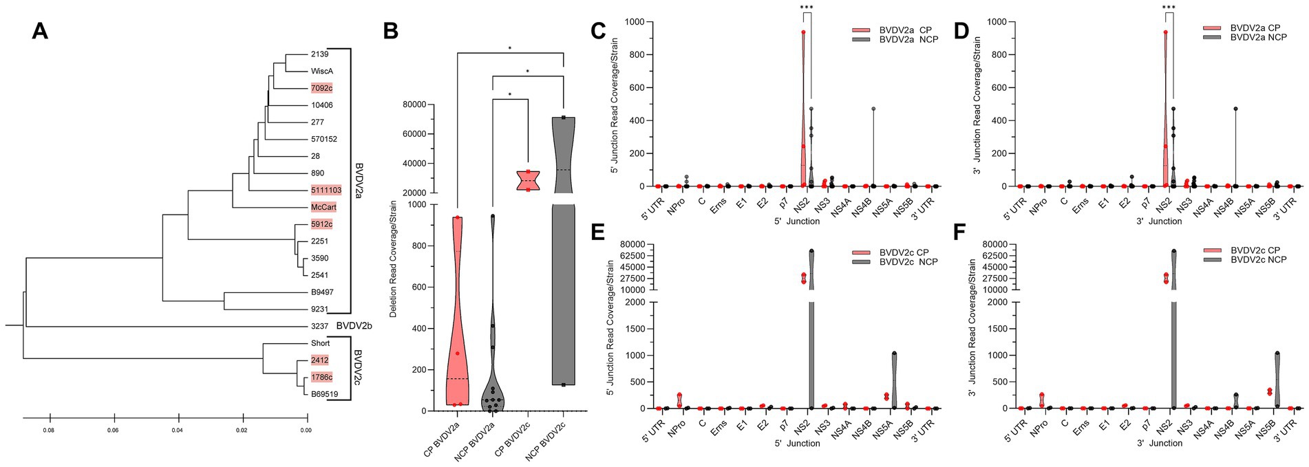 Phylogenetic tree differentiating BVDV2a, BVDV2b, and BVDV2c strains. Panel A shows a phylogenetic tree differentiating BVDV2a and BVDV2c strains. Panel B presents a violin plot comparing deletion read coverage among CP and NCP strains. Panels C and D offer read coverage data for BVDV2a at the 5’ and 3’ junctions respectively, while panels E and F depict similar data for BVDV2c. Statistical significance is indicated with asterisks. Key proteins are labeled on the x-axes of the charts.