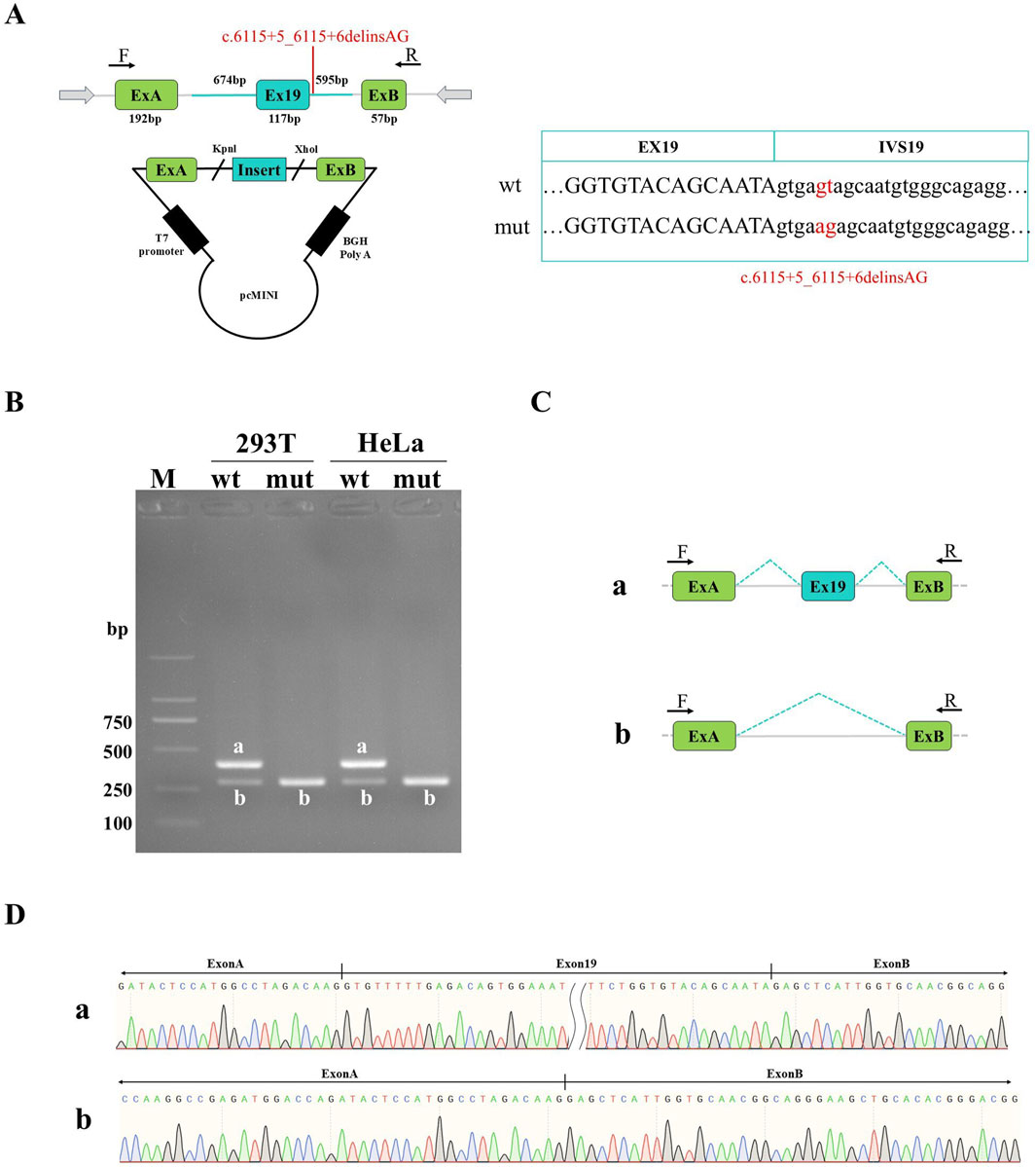 Diagram with multiple panels detailing a genetic study. Panel A illustrates a schematic of exon structures, highlighting Exon 19 and a mutation site marked in red. Panel B shows an electrophoresis gel with bands for wild type (wt) and mutant (mut) samples from 293T and HeLa cells, labeled