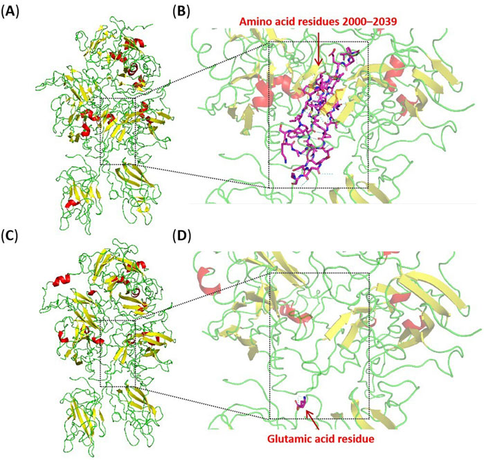 Molecular structure diagrams are shown in four panels. Panel A displays a complex green molecular structure with yellow and red highlights. Panel B zooms in on amino acid residues 2000–2039, identified in purple. Panel C mirrors A with a similar structure. Panel D highlights a glutamic acid residue, marked in purple. Dotted lines connect broader structures to detailed views.