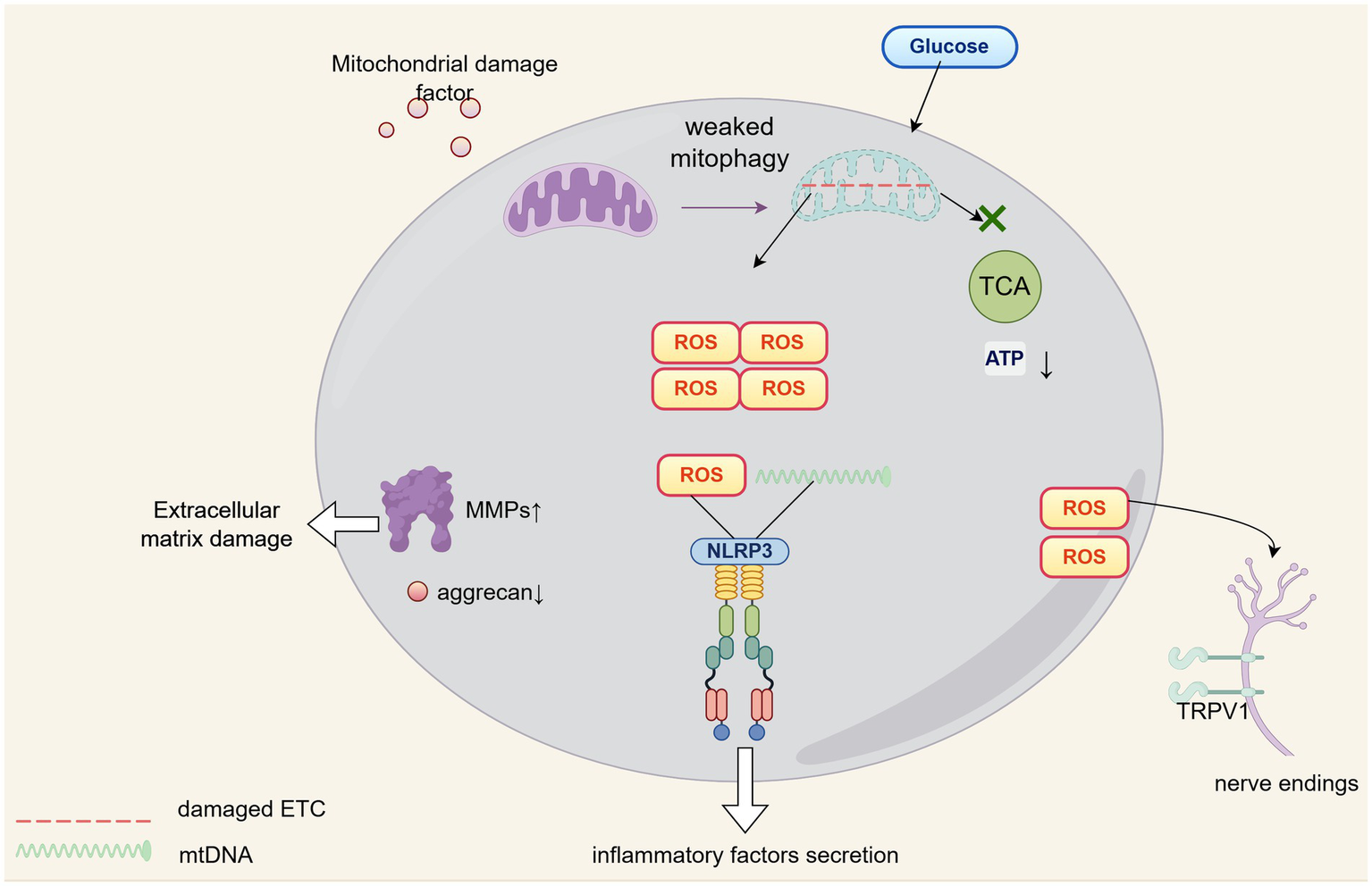 Diagram of a cell showing mitochondrial damage and its effects. Mitochondrial damage factors lead to weakened mitophagy, causing increased reactive oxygen species (ROS). Glucose metabolism is shown with the tricarboxylic acid (TCA) cycle and reduced ATP production. MMPs increase causing extracellular matrix damage, while aggrecan decreases. ROS activate NLRP3, leading to inflammatory factors secretion. ROS also affect nerve endings by activating TRPV1 channels.