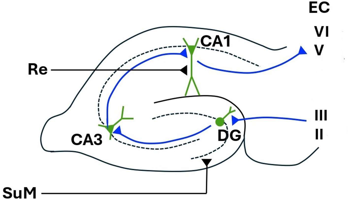 Diagram of hippocampal connectivity showing pathways between regions CA3, CA1, and DG. Arrows indicate directions of neural signaling, between the entorhinal cortex (EC) layers II, III, V, VI, subiculum (SuM), and nucleus reuniens (Re).
