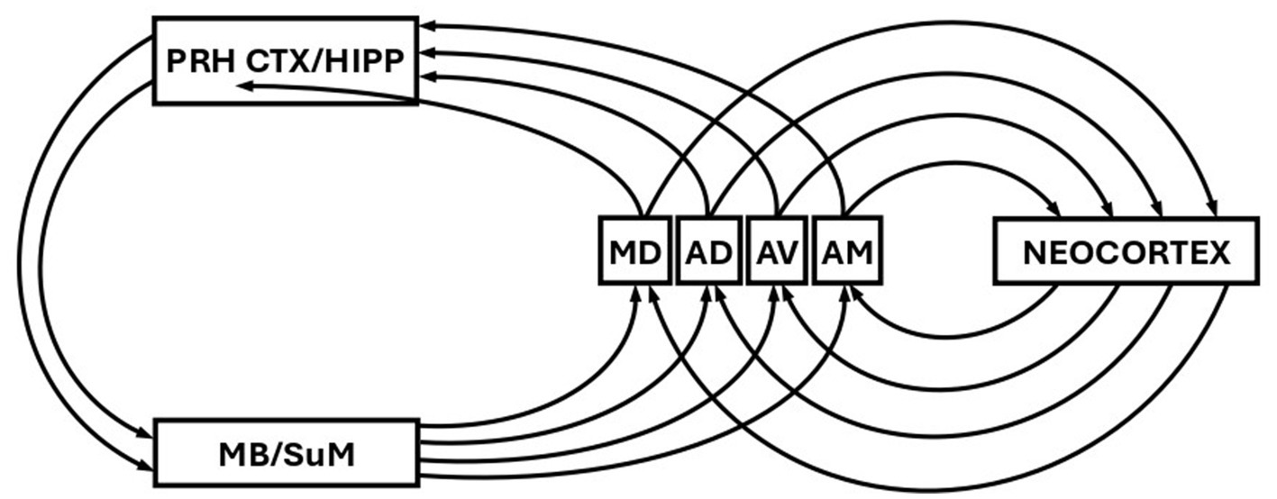 Diagram showing a network of connections between brain regions. Arrows connect boxes labeled PRH CTX/HIPP, MB/SuM, MD, AD, AV, AM, and NEOCORTEX, indicating pathways and interaction flow.