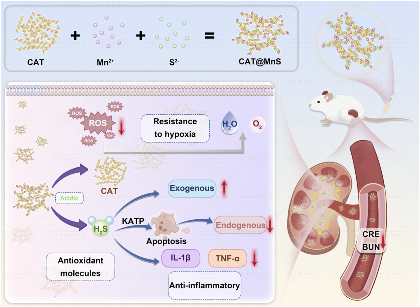 Diagram illustrating a chemical reaction and its biological effects. Top section shows the formation of CAT@MnS from CAT, Mn²⁺, and S²⁻. Below are pathways depicting reactive oxygen species reduction and resistance to hypoxia. It includes processes like antioxidant molecule production, apoptosis, anti-inflammatory effects, and the involvement of hydrogen sulfide. A kidney with labeled "CRE" and "BUN" is shown, indicating renal effects, with a mouse suggesting an animal study context.