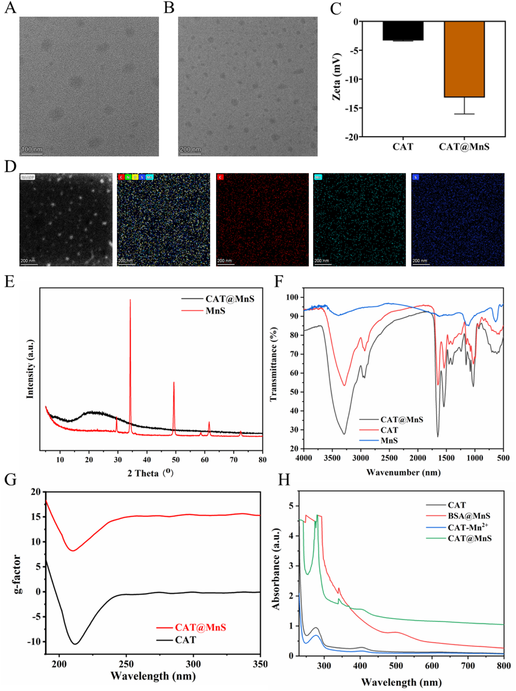 A series of eight scientific images displaying various analyses of CAT and MnS nanoparticles. (A) and (B) show TEM images of nanoparticle distributions. (C) presents a bar graph of zeta potential measurements for CAT and CAT@MnS. (D) features a set of elemental maps illustrating the distribution of elements like C, Mn and S in a sample. (E) displays an XRD pattern comparing CAT@MnS and MnS. (F) provides FTIR spectra of CAT@MnS, CAT, and MnS. (G) contains a graph of g-factor versus wavelength. (H) shows UV-Vis absorbance spectra for various nanoparticle samples.