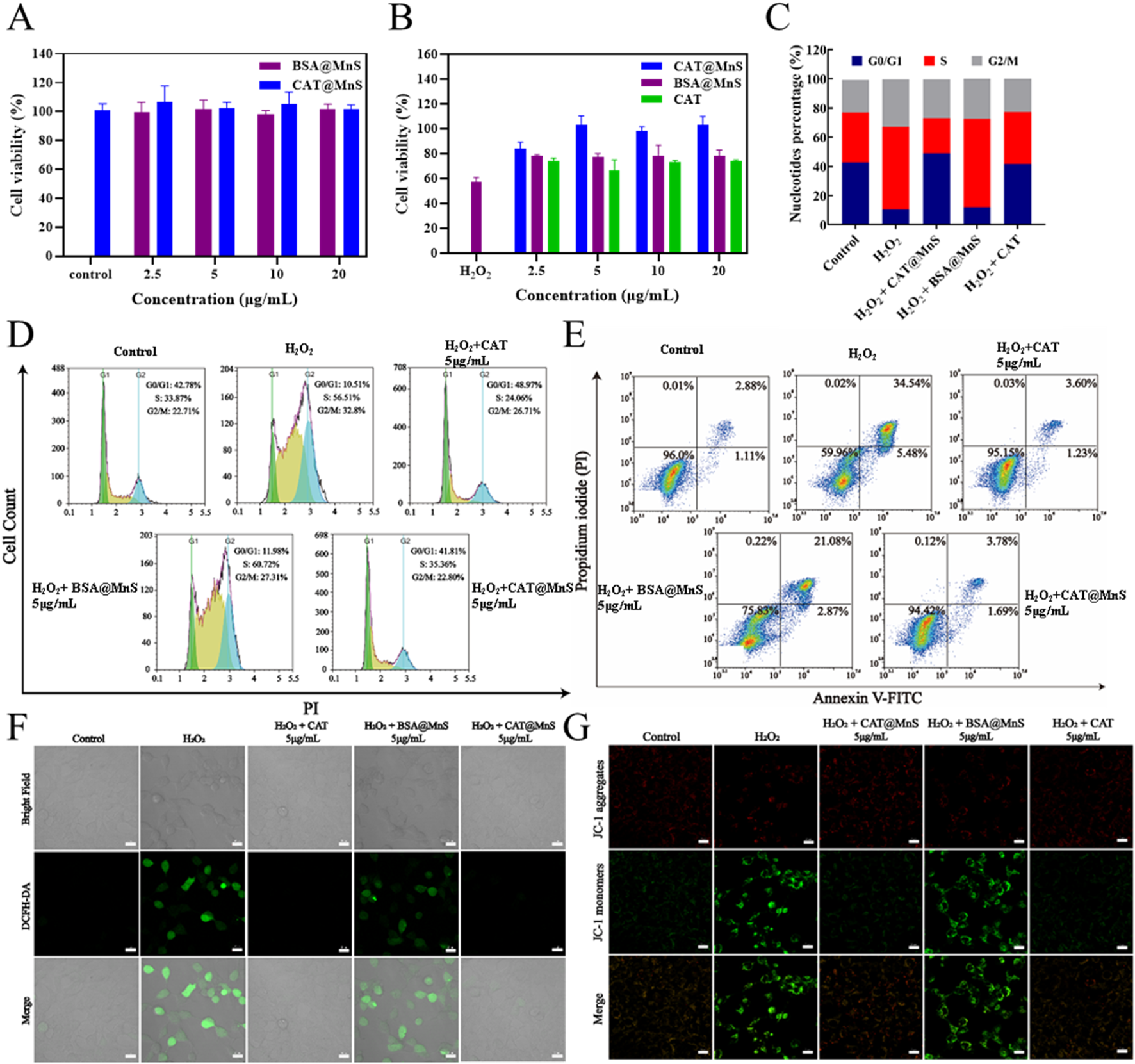 A series of scientific panels displaying various analyses:A) Bar chart showing cell viability percentages with different concentrations of BSA@MnS and CAT@MnS. B) Bar chart comparing cell viability for different treatment conditions including H₂O₂, CAT, and composites.C) Stacked bar chart indicating nucleotide percentage distribution across cell cycle phases G0/G1, S, and G2/M under various conditions.D) Flow cytometry histograms illustrating cell cycle distribution under control and treated conditions.E) Scatter plots depicting annexin V-FITC and propidium iodide staining for apoptosis analysis.F) Microscopic images showing cells with different treatments under bright field, DCFH-DA fluorescence, and merged images.G) Microscopic images depicting JC-1 aggregate and monomer fluorescence for mitochondrial membrane potential analysis under various treatments.