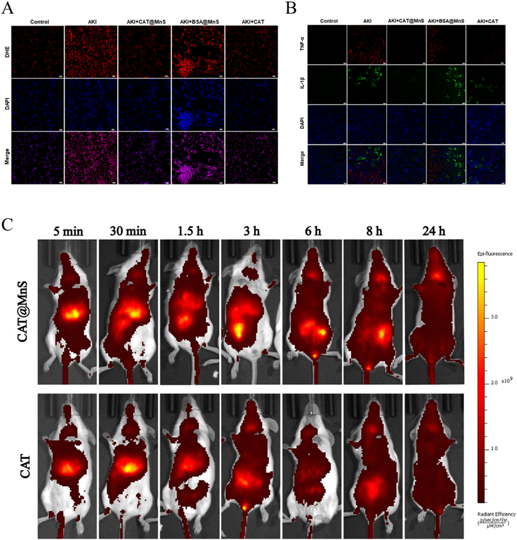 Panel A shows fluorescence microscopy images comparing DHE and DAPI staining across control, AKI, AKI+CAT@MnS, AKI+BSA@MnS, and AKI+CAT treatments. Panel B presents similar comparisons for TNF-α, IL-1β, and DAPI staining. Panel C displays bioluminescence imaging of mice over time intervals (5 minutes to 24 hours) treated with CAT@MnS and CAT, indicating fluorescence intensity changes. A color bar on the right indicates radiant efficiency.