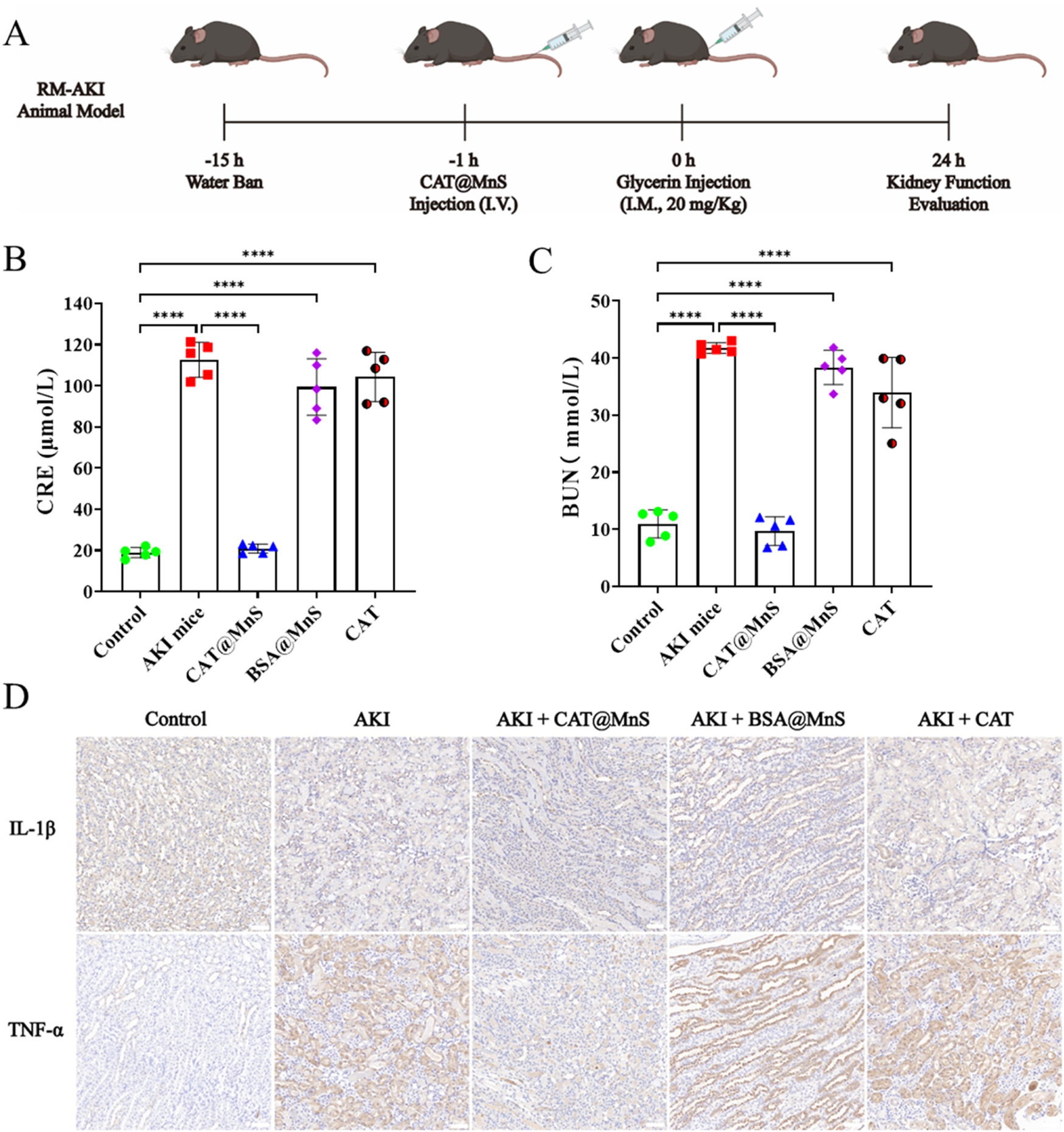 Diagram illustrating an animal model for RM-AKI: Mice undergo a water ban, followed by CAT@MnS injection, glycerin injection, and kidney function evaluation. Graphs show CRE and BUN levels in various groups, with significant differences marked. Histological images display IL-1β and TNF-α expression in different treatment groups, highlighting inflammation responses.