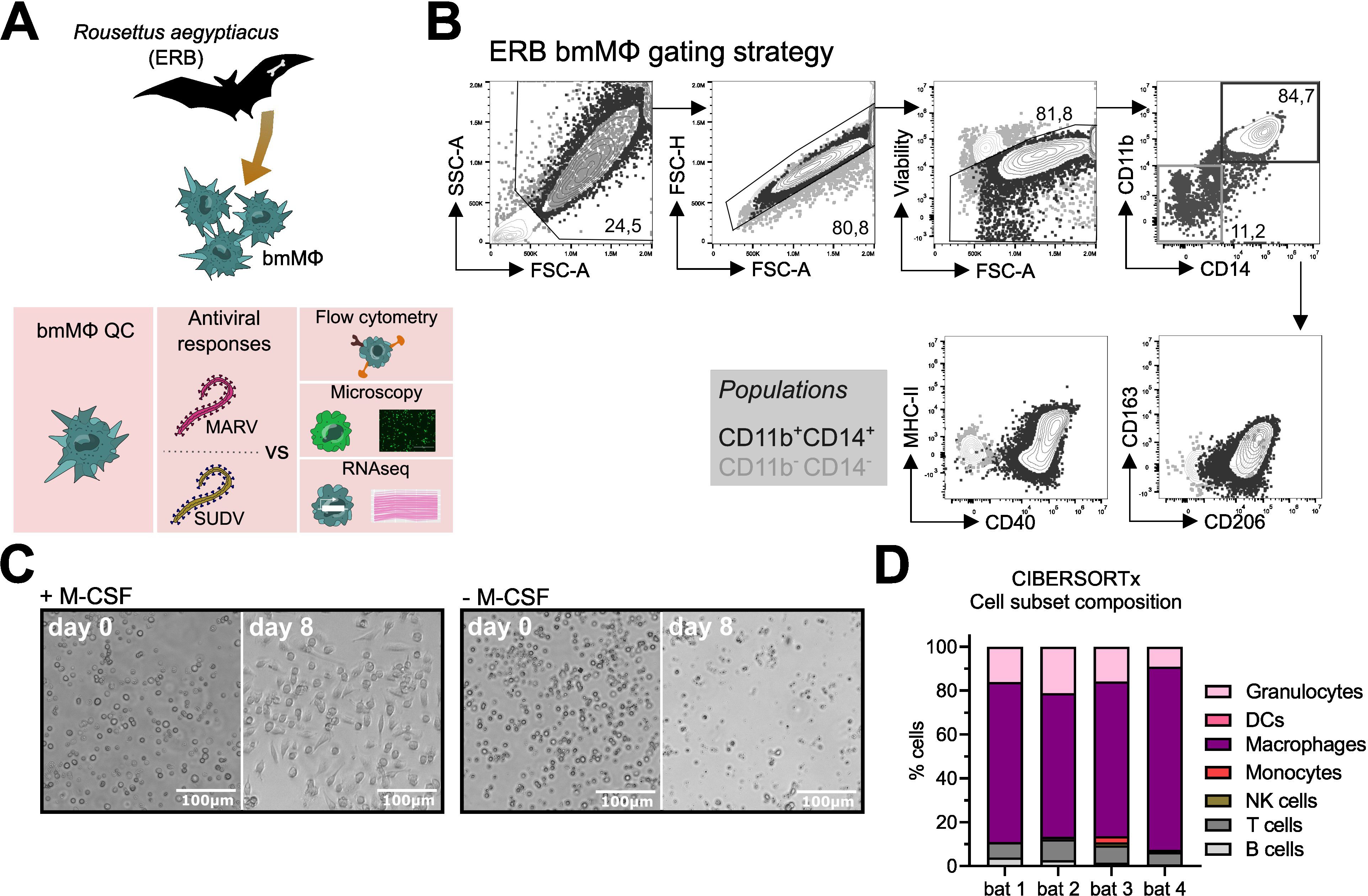 Diagram showing various aspects of a study on Egyptian fruit bat bone marrow-derived macrophages (bmMΦ). (A) Illustrates the study workflow beginning with the bats. (B) Microscopic images display cell cultures with and without M-CSF over eight days, showing differentiation. (C) Flow cytometry gating strategy identifies cell populations. (D) Differentiation percentages of CD11b⁺CD14⁺ and non-bmMΦ. (E) Surface markers measured by flow cytometry with significant expression differences. (F) Microscopy images show mock, MARV-ZsG, and SUDV-ZsG infected cells marked with DAPI, Phalloidin, and ZsGreen. (G) Bar chart displays cell subset composition across four bats using CIBERSORTx.