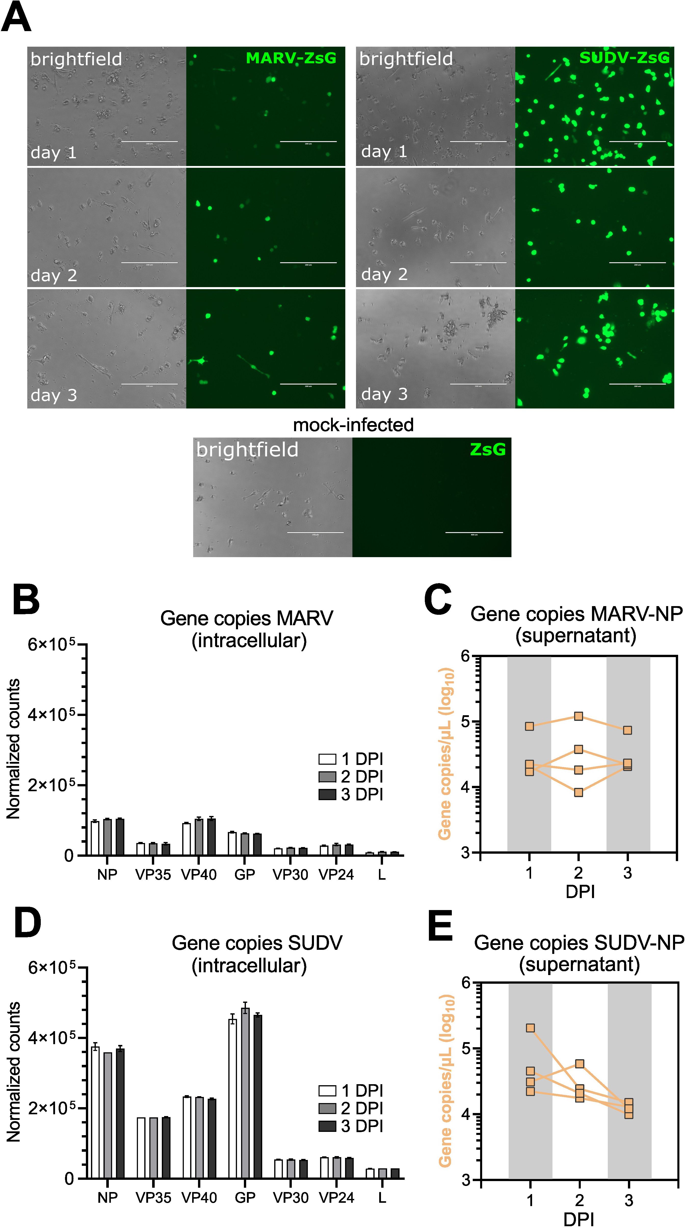 Panel A shows fluorescent images of MARV-ZsG and SUDV-ZsG infections over three days, alongside brightfield images. Panel B displays intracellular MARV gene copies with bar graphs for days one to three. Panel C presents a line graph of MARV-NP gene copies in the supernatant over three days. Panel D shows intracellular SUDV gene copies with bars for each day. Panel E features a line graph of SUDV-NP gene copies in the supernatant over the same period. The mock-infected control is also displayed in panel A.