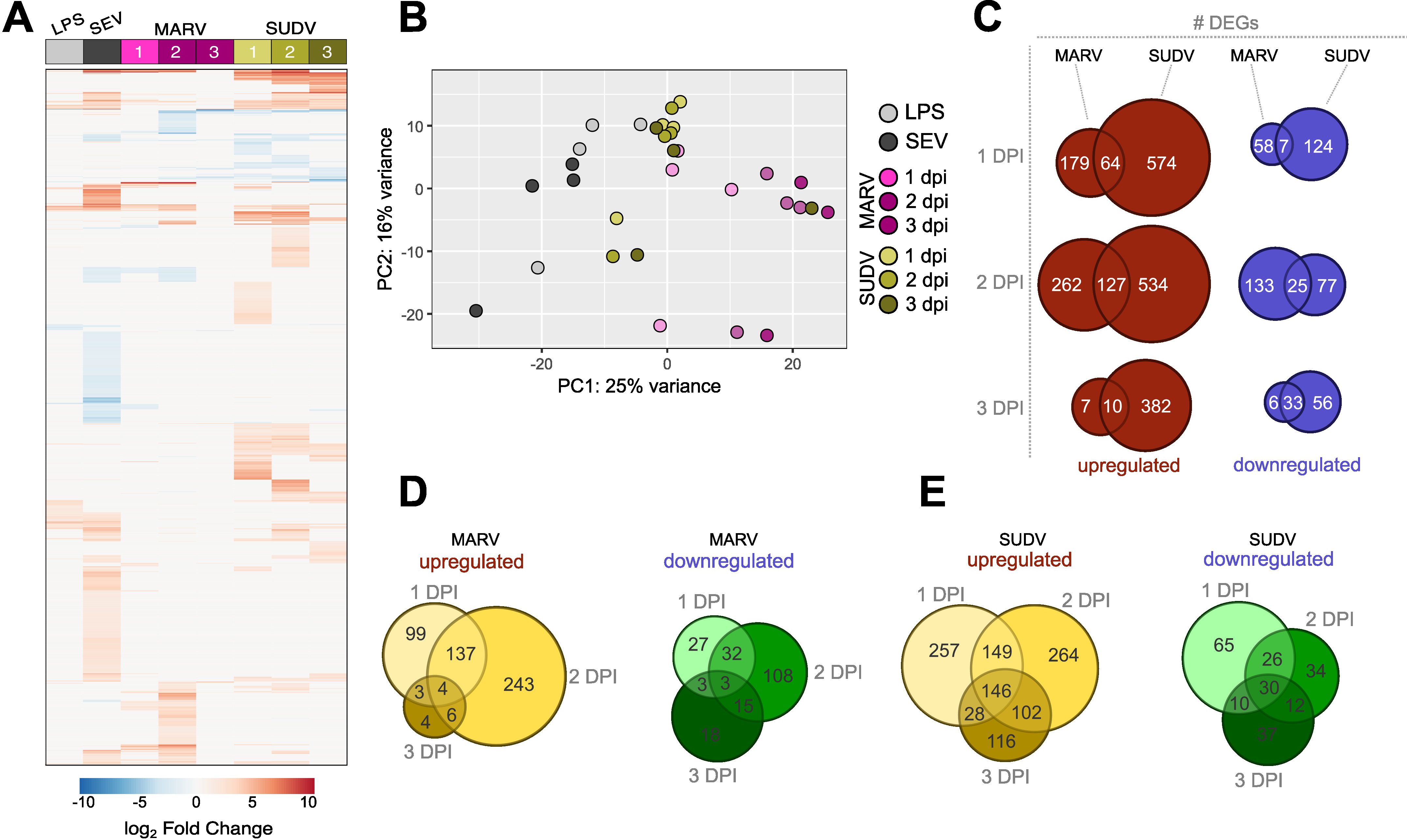 Panel of charts illustrating gene expression changes. Panel A is a heatmap showing log2 fold change in gene expression for LPS, SEV, MARV, and SUDV over time. Panel B is a PCA plot with variance between treatments. Panel C shows the number of differentially expressed genes (DEGs) that are upregulated or downregulated in MARV and SUDV at different days post-infection (DPI). Panels D and E are Venn diagrams of upregulated and downregulated DEGs for MARV and SUDV, respectively, at various DPI.