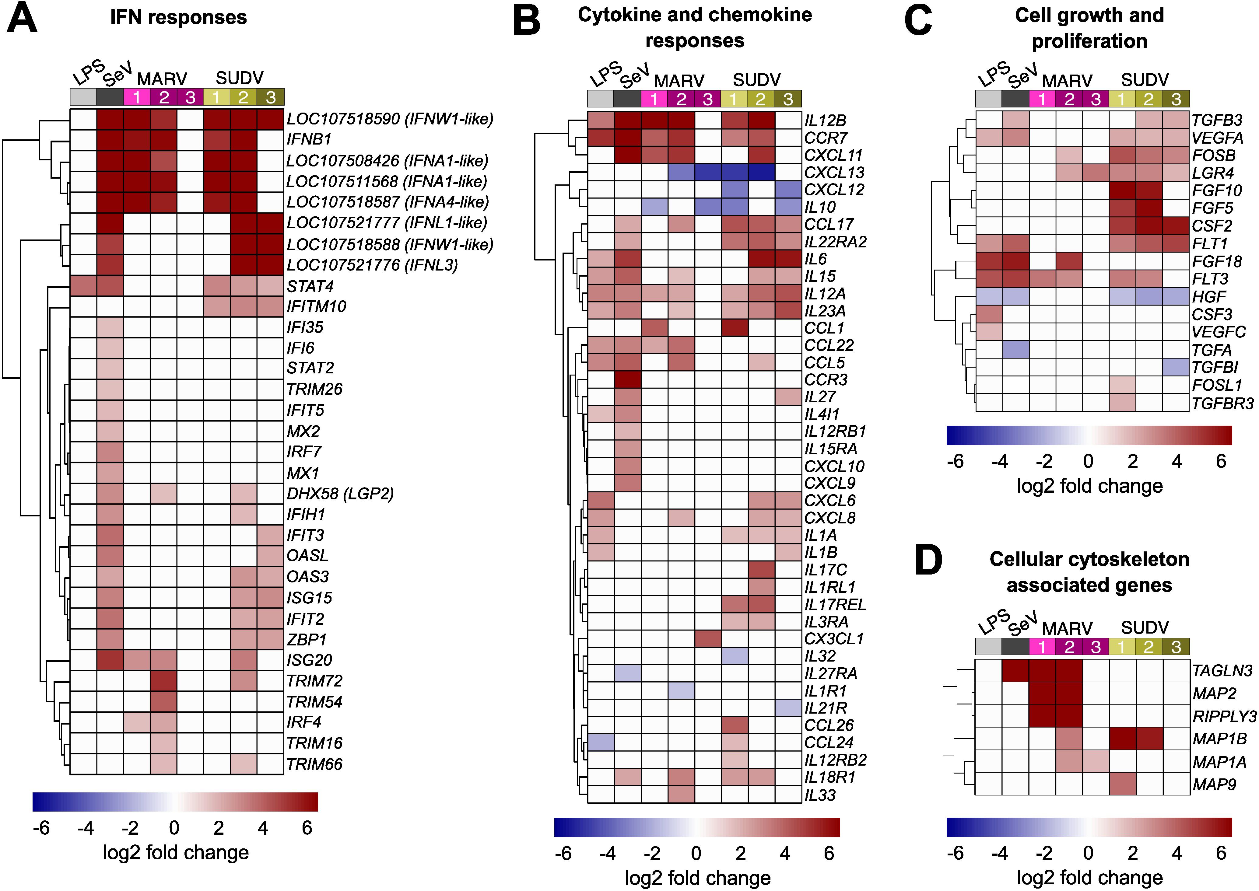 Heatmap visualization of gene expression changes divided into three sections: A) Interferon responses showing significant expression for IFNB1 and IFN-like genes under MARV conditions. B) Cytokine and chemokine responses indicating changes in expression levels for various cytokines under different virus conditions. C) Cell growth and proliferation, with heatmaps for cytoskeleton-associated genes displaying varying expression levels under both MARV and SUDV conditions. The color scale represents log2 fold change, ranging from -6 (blue) to 6 (red).