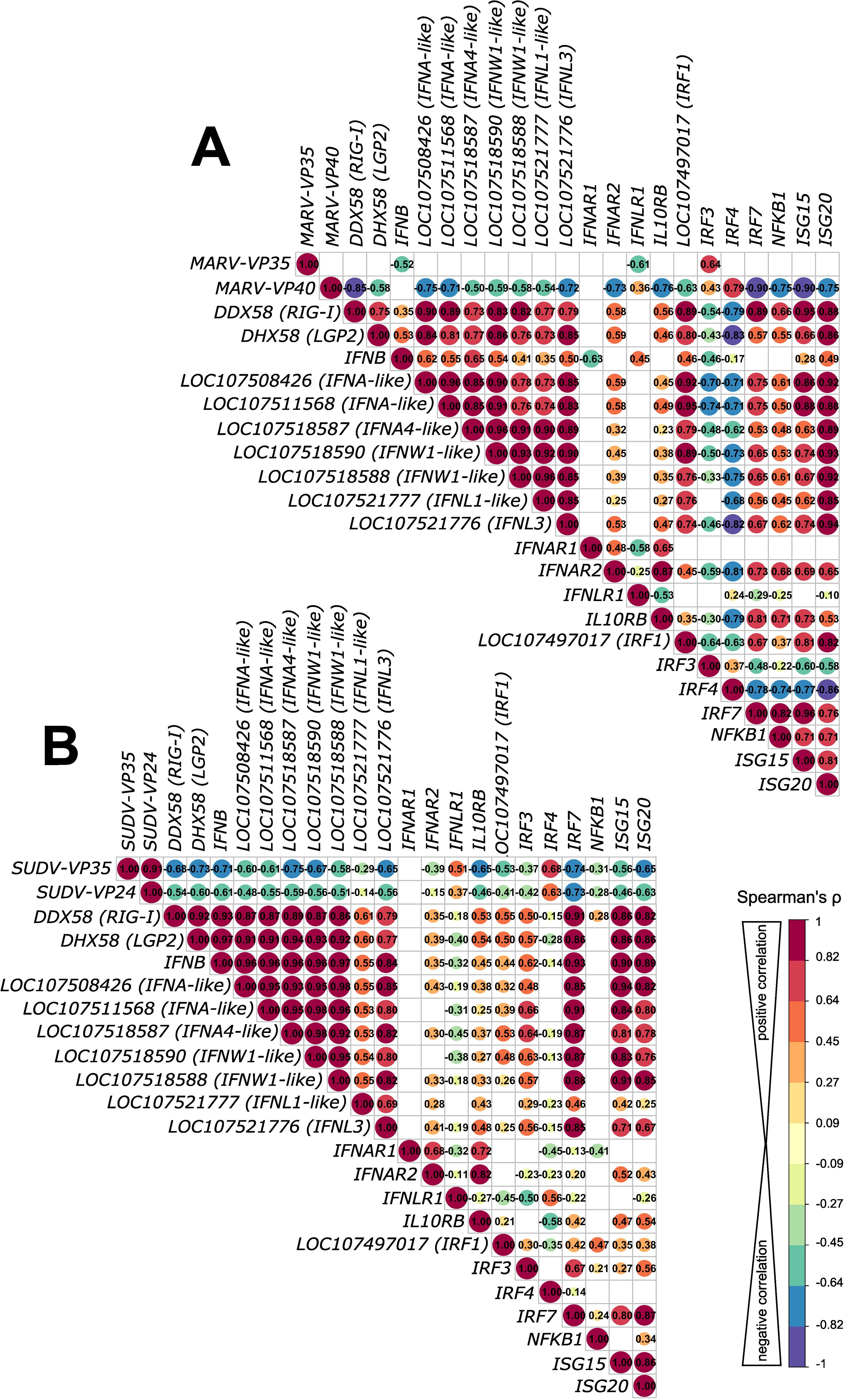 Correlation matrix heatmap displaying Spearman's rho values for different genes. Panel A and B show correlations for genes like MARV-VP35, SUDV-VP35, and others. Positive correlations are colored red, neutral are white, and negative are blue. A color bar on the right provides a reference for correlation values, ranging from -1 to 1.