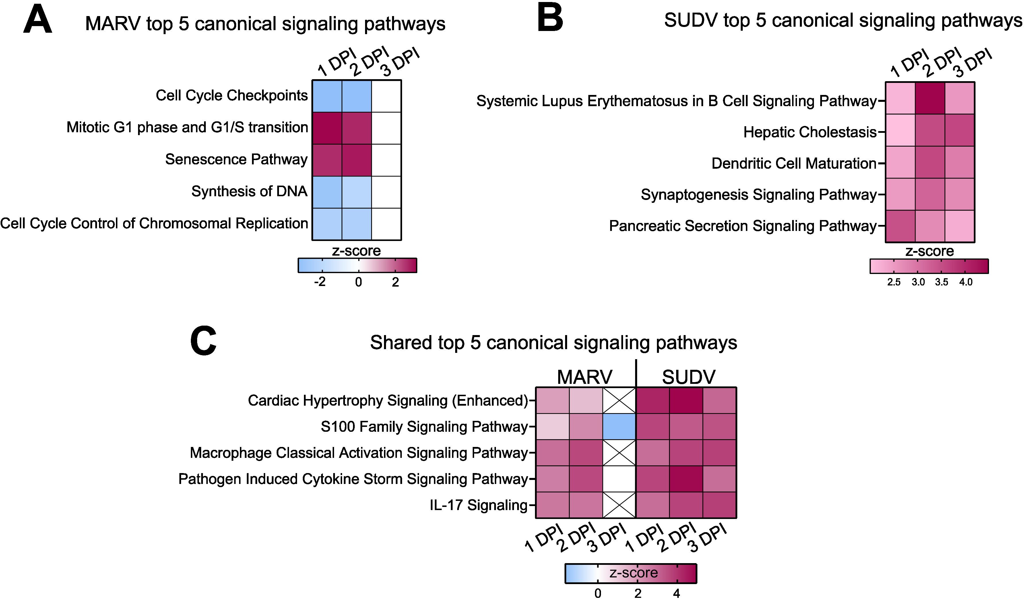 Heatmaps display the top five canonical signaling pathways. Panel A shows MARV pathways including cell cycle checkpoints and DNA synthesis with z-scores ranging from -2 to 2. Panel B depicts SUDV pathways such as systemic lupus erythematosus and pancreatic secretion, with z-scores from 2.5 to 4. Panel C presents pathways shared between MARV and SUDV, such as cardiac hypertrophy signaling, with z-scores from 0 to 4.