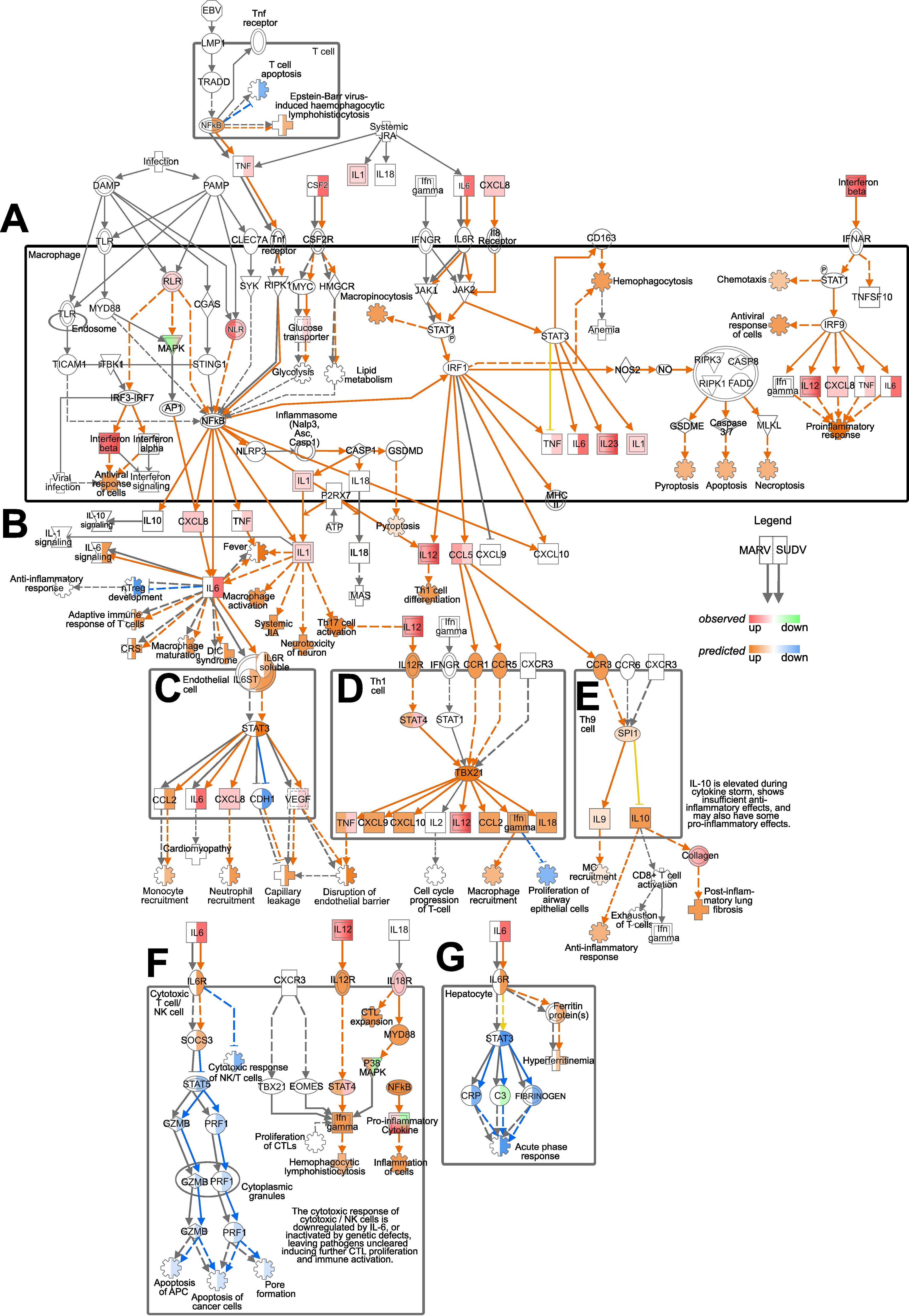 Complex biological pathway diagram illustrating the interactions and signaling mechanisms involved in immune responses, including macrophage activation, T cell proliferation, and cytokine signaling. Various proteins, cells, and cytokines like TNF, IL-1, IL-6, and IL-12, are interconnected with arrows indicating pathways, either upregulated or downregulated. Key sections are labeled A through G, with additional annotations describing specific processes like apoptosis, inflammation, and cytokine effects. A legend explains observed and predicted changes in expression levels as up or down.