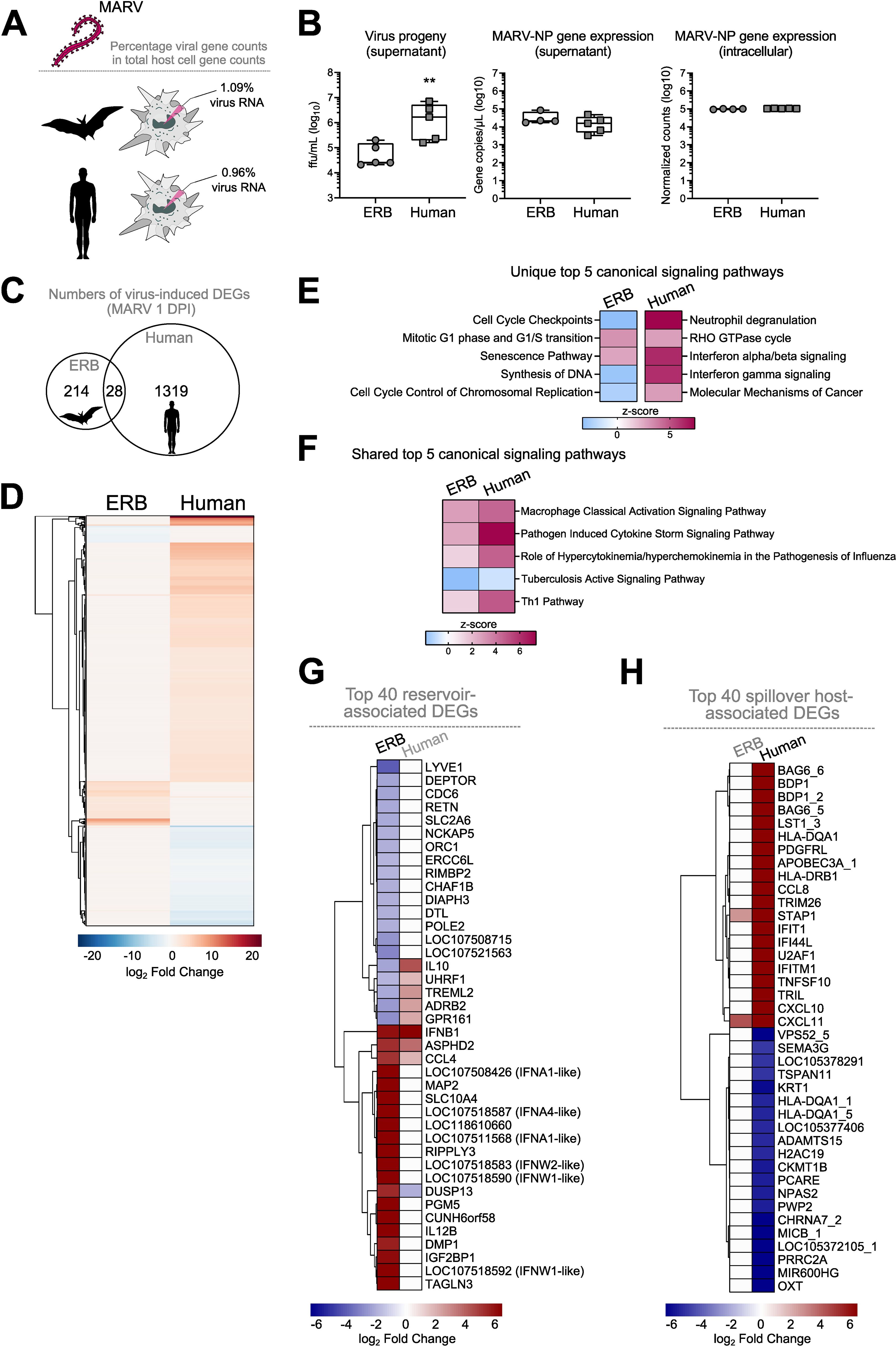 Comparison of gene expression and signaling pathways between ERB bats and humans in response to MARV infection. Panels depict: A) illustration of infection; B) virus progeny and gene expression data; C) Venn diagram showing numbers of differentially expressed genes (DEGs); D) heatmap of log₂ fold change in DEGs; E) unique top five canonical signaling pathways for each species; F) shared top five canonical signaling pathways; G) top 40 reservoir-associated DEGs; H) top 40 spillover host-associated DEGs. The graphics use color gradients to visualize data significance.