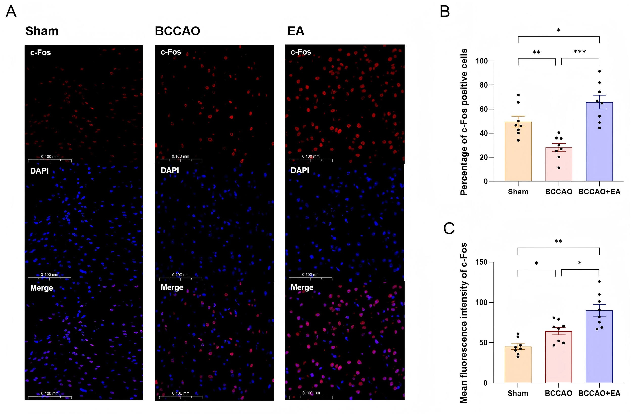 Panel A presents immunofluorescence microscopy images of brain sections from three groups: Sham, BCCAO, and EA, showing c-Fos in red, DAPI-stained nuclei in blue, and merged images below. Panel B is a bar graph comparing the percentage of c-Fos positive cells among the groups, showing BCCAO+EA group has significantly higher values. Panel C displays a bar graph of mean fluorescence intensity of c-Fos, with similar group comparisons and higher values in the BCCAO+EA group. Statistical significance is indicated with asterisks.