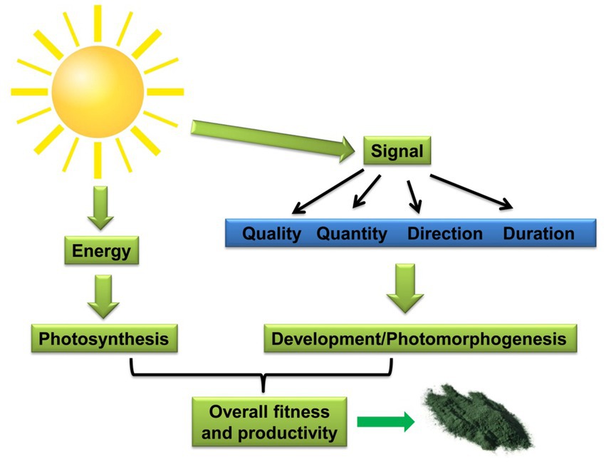 Diagram depicting the influence of sunlight on photosynthetic organism. Sunlight provides energy leading to photosynthesis and emits signals affecting quality, quantity, direction, and duration. These signals influence development and photomorphogenesis, ultimately enhancing overall fitness and productivity.
