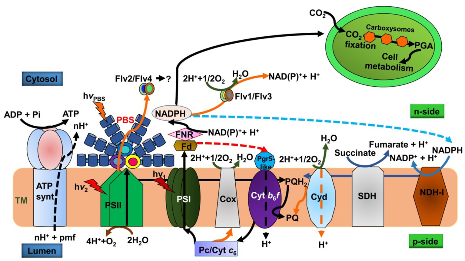 Diagram illustrating the photosynthetic electron transport chain in cyanobacteria. It details the flow of electrons and protons across the thylakoid membrane, involving components like PSII, PSI, ATP synthase, and NADP+ reduction. Also, it shows CO2 fixation and cell metabolism in carboxysomes. Arrows indicate the movement of molecules such as ATP, NADPH, and various reactive oxygen species, with labels for components like PBS, FNR, and Flv proteins. The image highlights interactions within the cytosol, lumen, and the membrane's n-side and p-side.