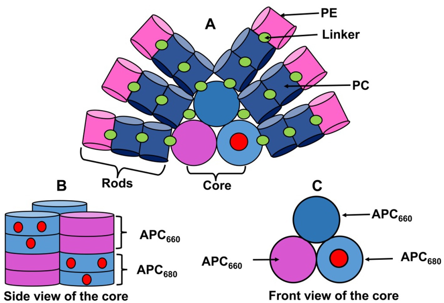 Diagram illustrating a phycobilisome structure. Panel A shows rods composed of PE, PC, and Linker components in blue and pink cylinders. Green circles represent linkers. Panel B provides a side view of the core, labeled APC660 and APC680, in blue and pink cylinders with red circles. Panel C presents a front view of the core, highlighting the APC660 and APC680 components.