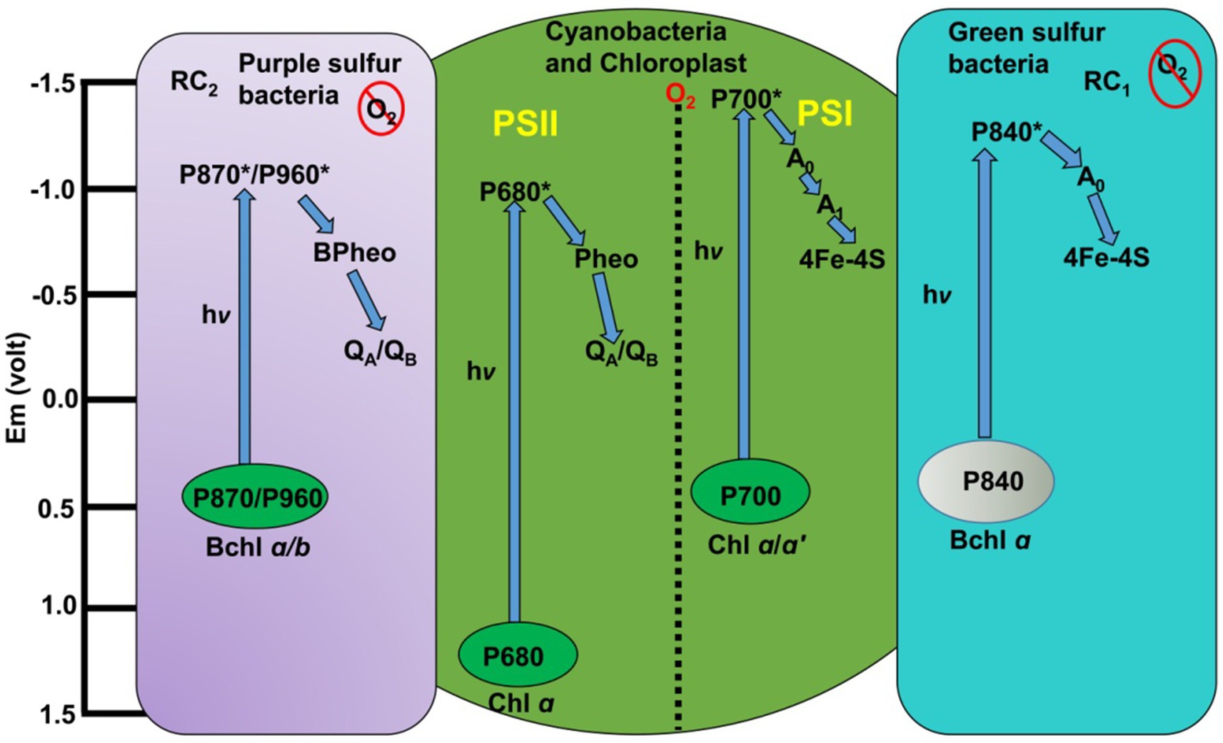 Diagram comparing electron transport in photosystems of purple sulfur bacteria, cyanobacteria, chloroplasts, and green sulfur bacteria. It shows energy levels on the vertical axis and electron flow paths for P870, P680, P700, and P840, with labels indicating components involved in electron transfer. Oxygen release is marked only in cyanobacteria and chloroplasts.