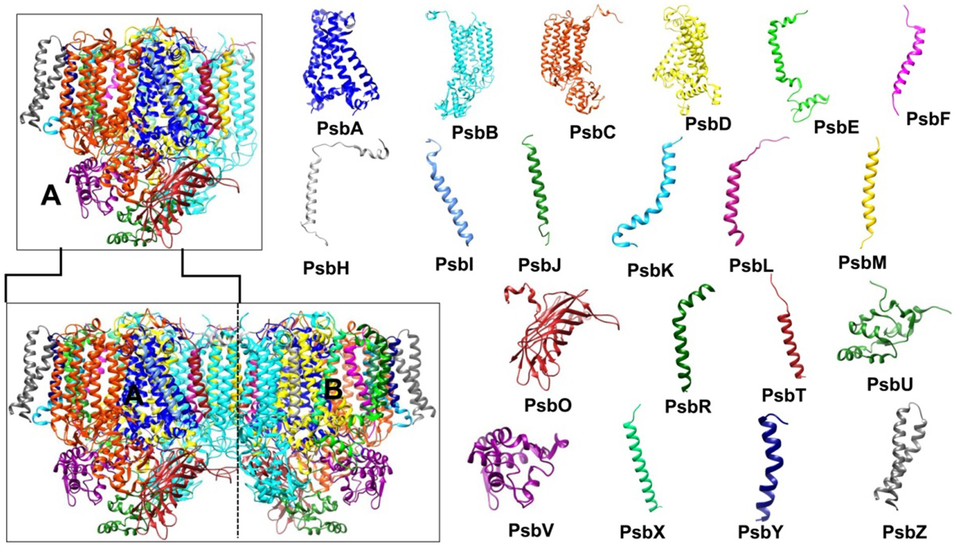 Diagram of the Photosystem II complex showing two main panels, labeled A and B, with various protein subunits displayed. Each subunit is represented by a distinct color and labeled with identifiers such as PsbA, PsbB, and PsbC. The complex exhibits a mix of helical and coiled structures, individually shown subunits depicts their arrangement and conformation in the PSII complex.
