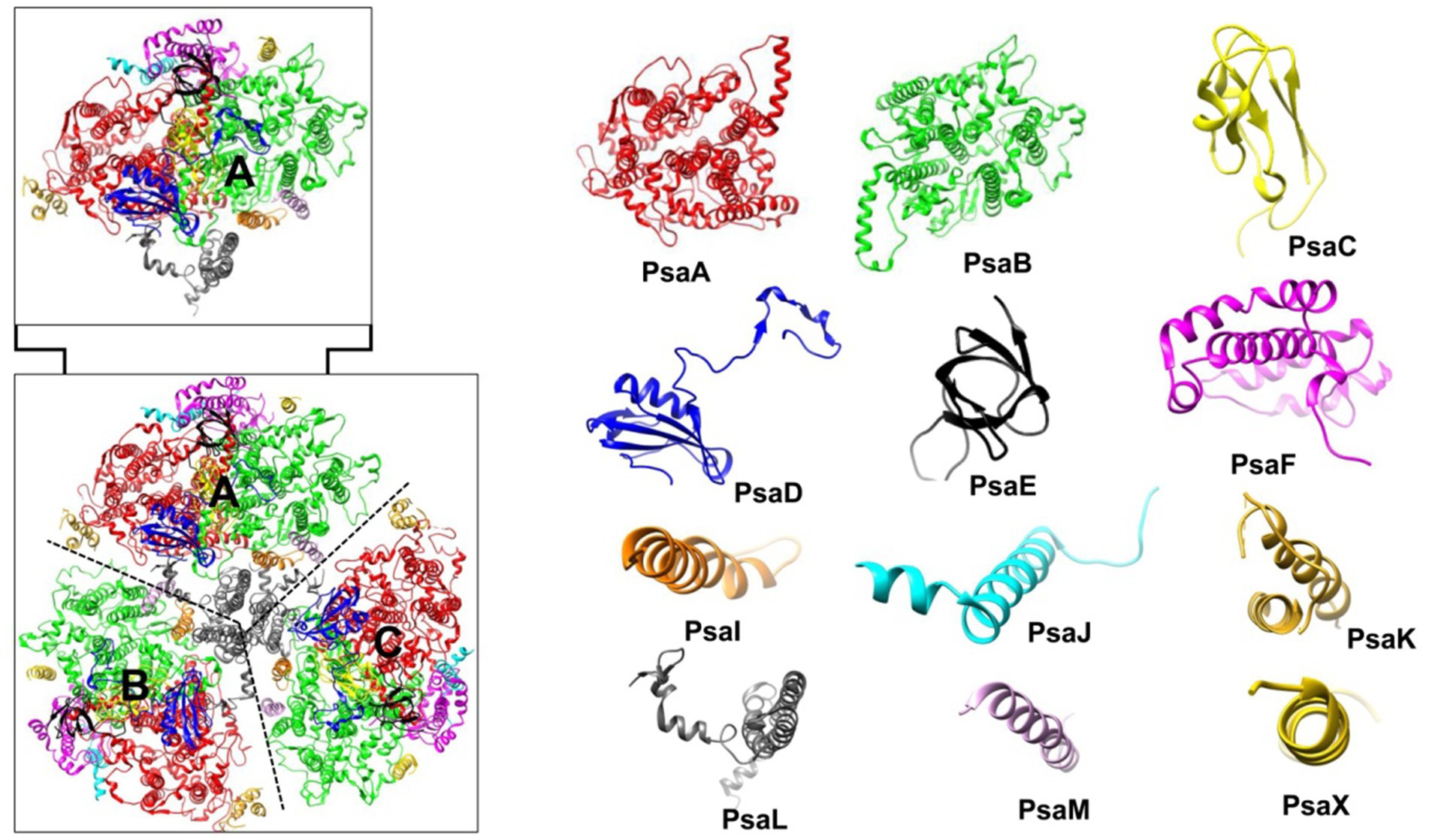 Diagram showing structural models of various protein subunits within a complex. The left side features an assembled composite structure with colored segments labeled A, B, and C, representing different protein components. The right side displays individual protein subunits in various colors, each labeled with names such as PsaA, PsaB, PsaC, and others.