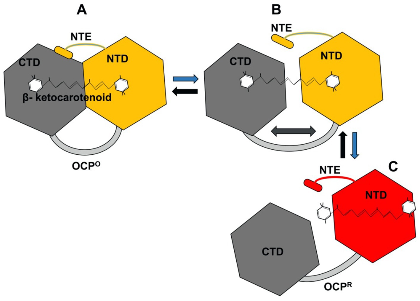 Diagram showing the structural transformation of Orange Carotenoid Protein (OCP). Panel A displays the initial OCP\(^o\) form with CTD and NTD regions connected by β-ketocarotenoid. Panel B shows an intermediate form with reversible changes indicated by arrows. Panel C illustrates the final OCP\(^R\) form with the NTD in red, separated from the CTD, and the NTE region repositioned.