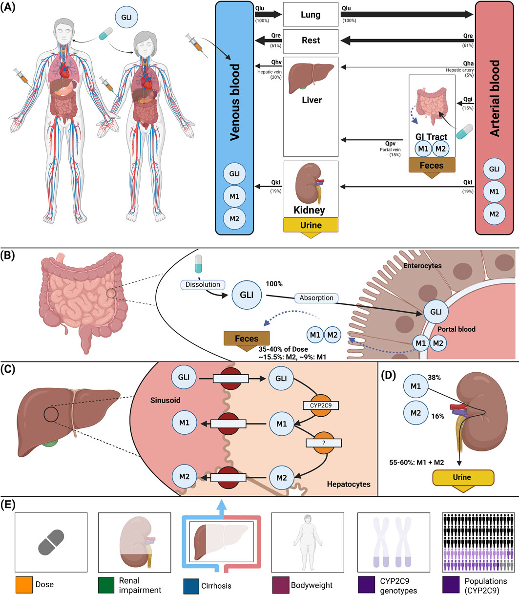 Pharmacokinetic illustration detailing drug absorption, metabolism, and excretion. Part (A) shows drug distribution through venous and arterial blood affecting organs like liver and kidneys. Part (B) depicts the gastrointestinal dissolution and absorption. Part (C) illustrates liver metabolism and the role of CYP2C9 enzyme. Part (D) shows renal excretion for metabolites. Part (E) illustrating key factors like dose, renal impairment, bodyweight and CYP2C9 genotypes.
