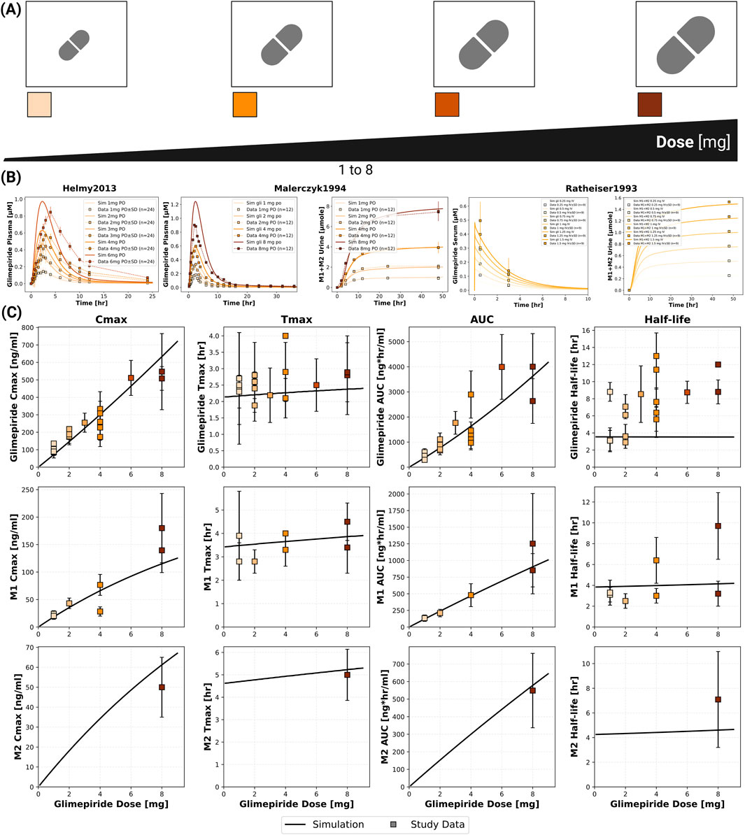 Illustration of glimepiride dose effects with three sections. (A) Four capsules in varying sizes representing doses from one to eight milligrams. (B) Three line graphs from different studies (Helmy, Malerczyk, Ratheiser) showing plasma concentrations and urinary excretion over time. (C) Twelve graphs depicting Cmax, Tmax, AUC, and half-life against glimepiride doses for glimepiride, M1, and M2.