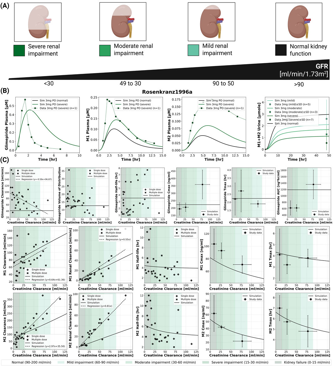 Diagram with three sections detailing renal impairment and glimepiride pharmacokinetics. (A) Illustrates varying kidney function levels: severe, moderate, mild, and normal. (B) Graphs show plasma levels and urinary excretion of glimepiride and its metabolites over time under different renal conditions. (C) Displays scatter plots correlating creatinine clearance with pharmacokinetic parameters like clearance and half-life for glimepiride and its metabolites, highlighting the impact of renal function impairment.