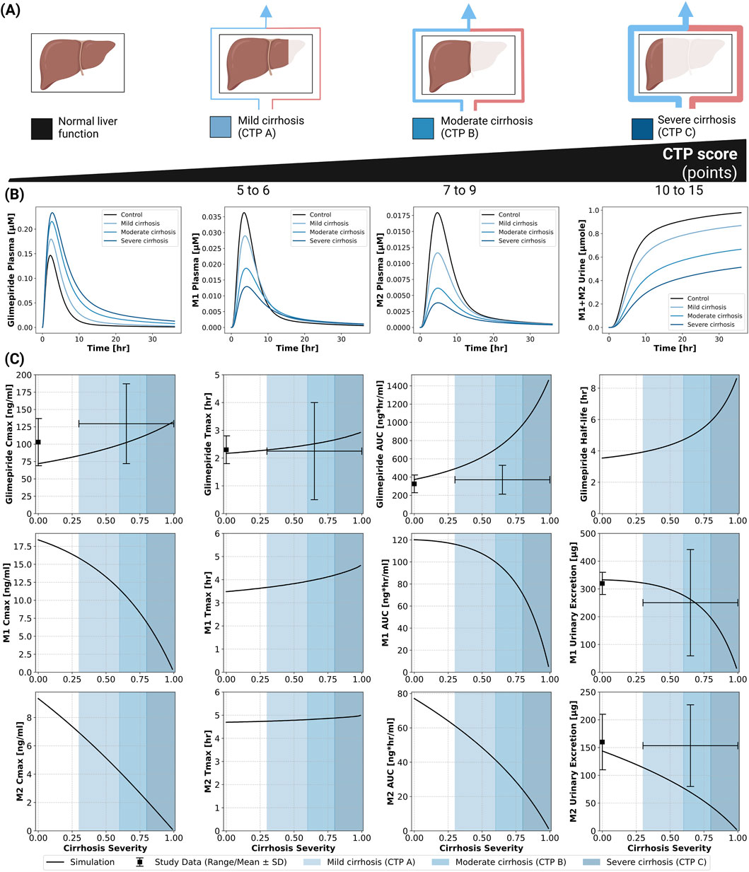 (A) Illustrations display liver conditions from normal to severe cirrhosis, increasing with Child-Turcotte-Pugh (CTP) scores. (B) Line graphs show glimepiride plasma and urinary excretion over time for different cirrhosis severities. Concentrations vary with a higher CTP score. (C) Graphs depict pharmacokinetic parameters like maximum concentration (Cmax), time to maximum concentration (Tmax), and area under the curve (AUC) for glimepiride and its metabolites against cirrhosis severity. Parameters change with cirrhosis progression.