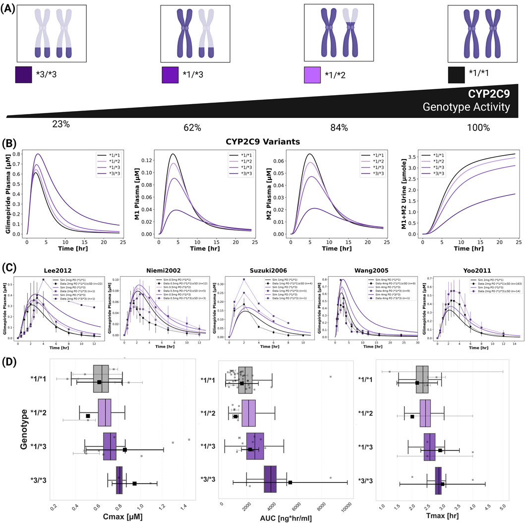 (A) Diagram of CYP2C9 genotype activity showing different genotypes: *3/*3, *1/*3, *1/*2, and *1/*1 with respective activities of 23%, 62%, 84%, and 100%. (B) Line graphs display plasma concentrations and urinary excretion over time for different CYP2C9 variants. (C) Multiple line charts present studies from Lee2012, Niemi2002, Suzuki2006, Wang2005, and Yoo2011 on glimepiride plasma levels over time. (D) Box plots illustrate genotypes’ Maximum Concentration (Cmax), Area Under Curve (AUC), and Time to Maximum Concentration (Tmax) metrics.