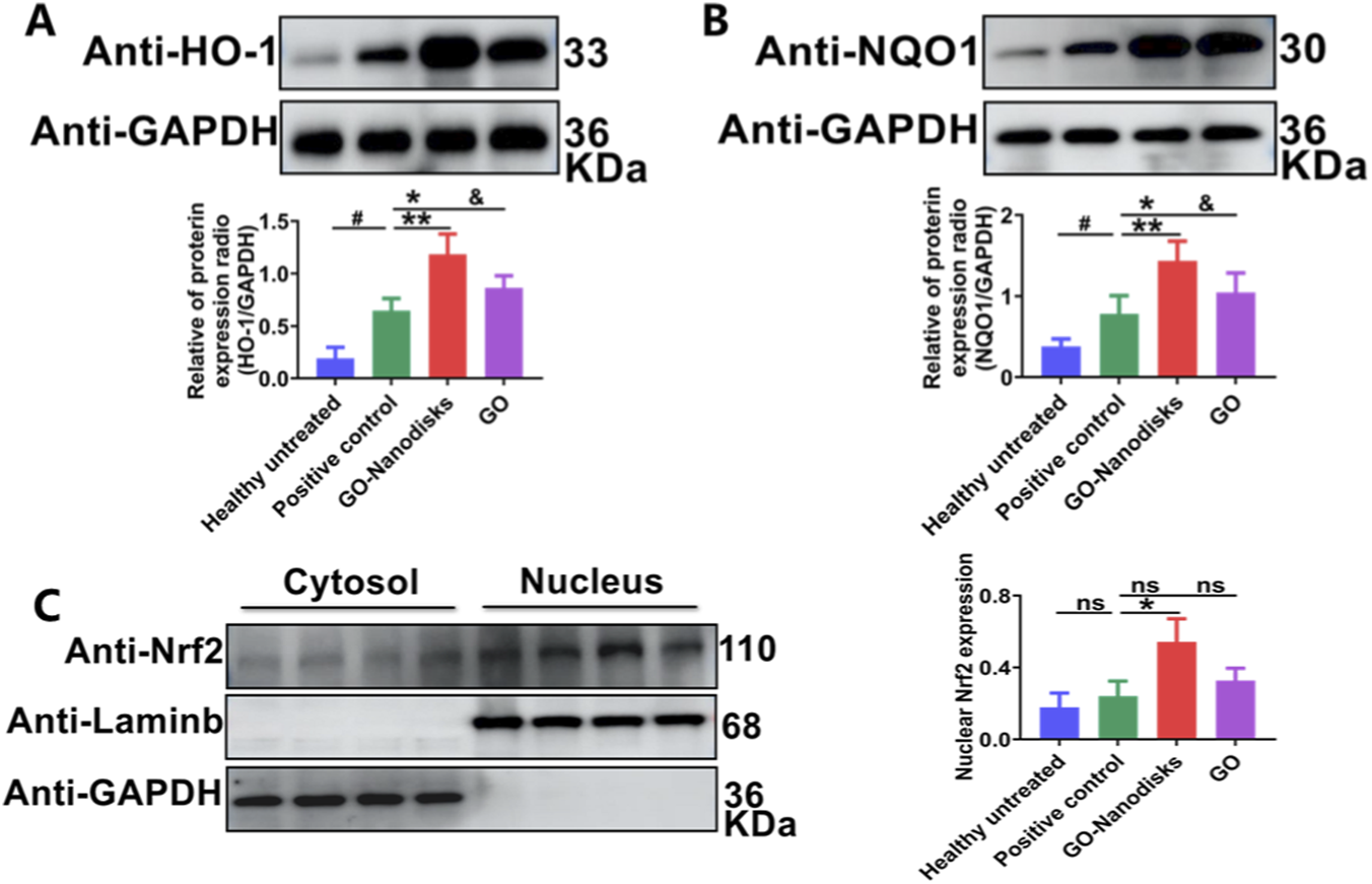 Western blot results showing protein expression levels analyzed in three panels. Panel A shows the expression of HO-1 with GAPDH as a control. A bar graph indicates higher HO-1 expression in GO-Nanodisks and GO groups. Panel B shows NQO1 expression with GAPDH as a control, with increased expression in the GO-Nanodisks and GO groups. Panel C shows Nrf2 distribution between cytosol and nucleus, with associated bar graph indicating increased nuclear Nrf2 expression in the GO-Nanodisks group. Statistical significance is denoted by symbols in the graphs.